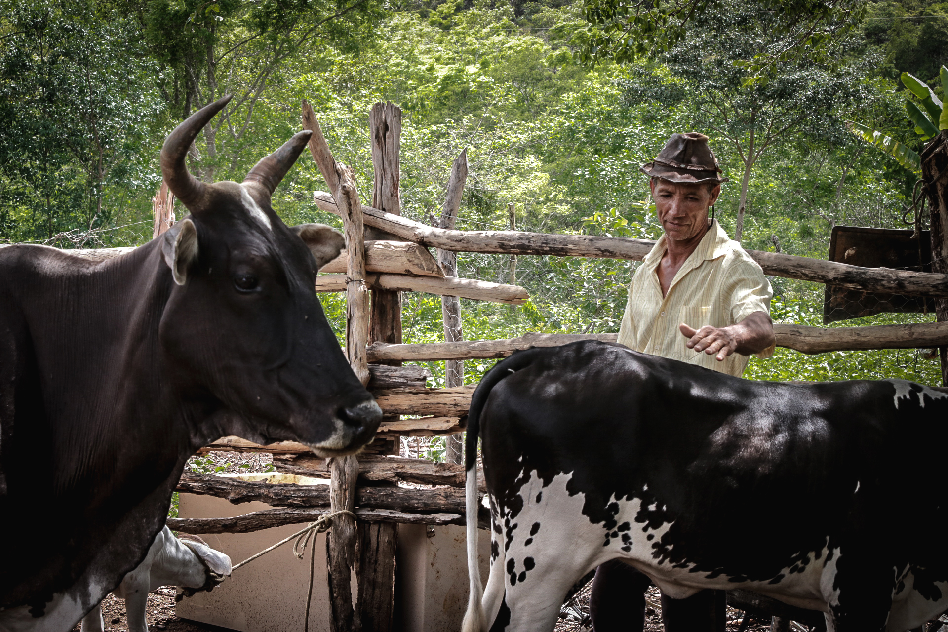 Geraizeiros e vacarianos criam gado ao ar livre, em áreas coletivas