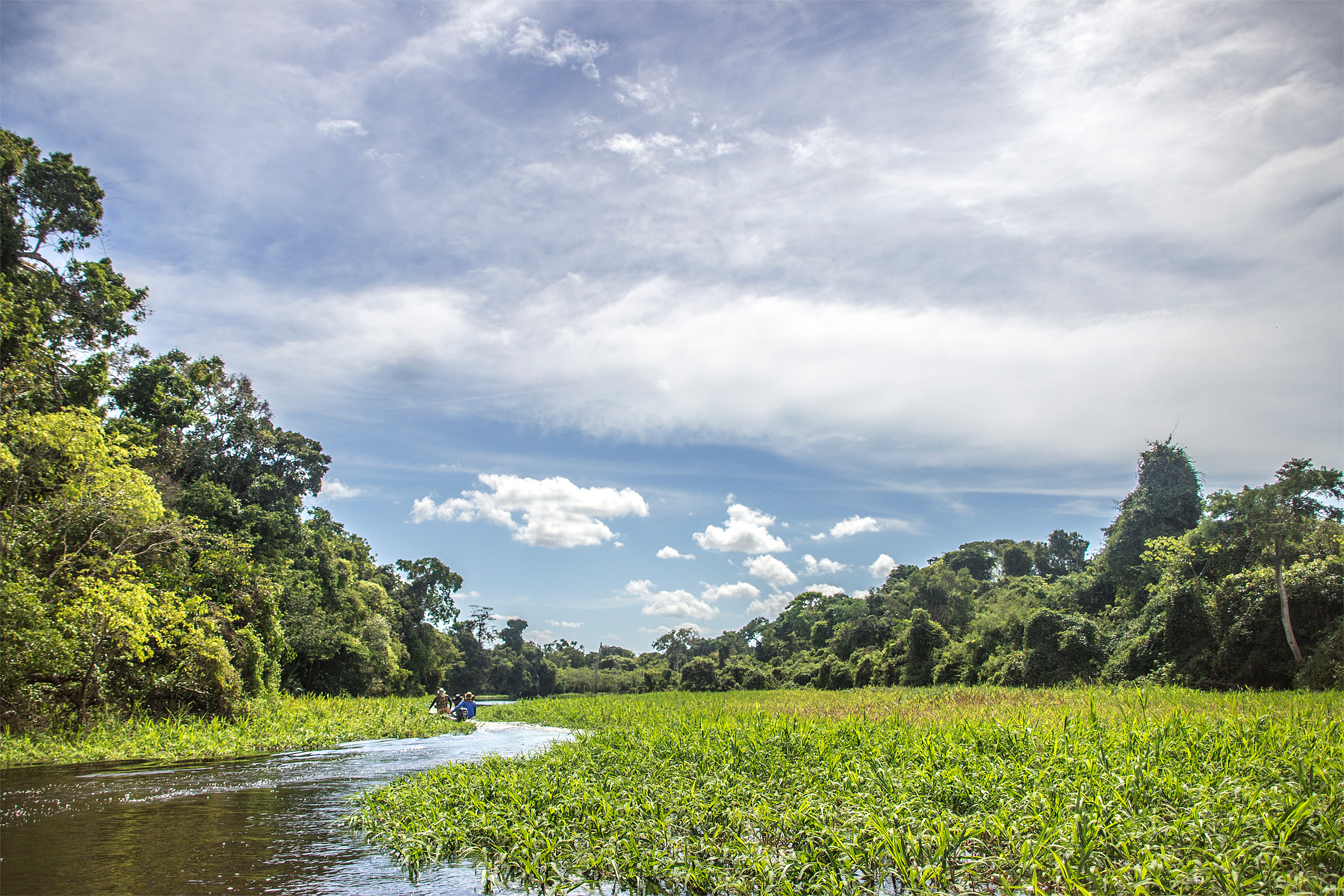 barranco sinuoso en una zona forestal