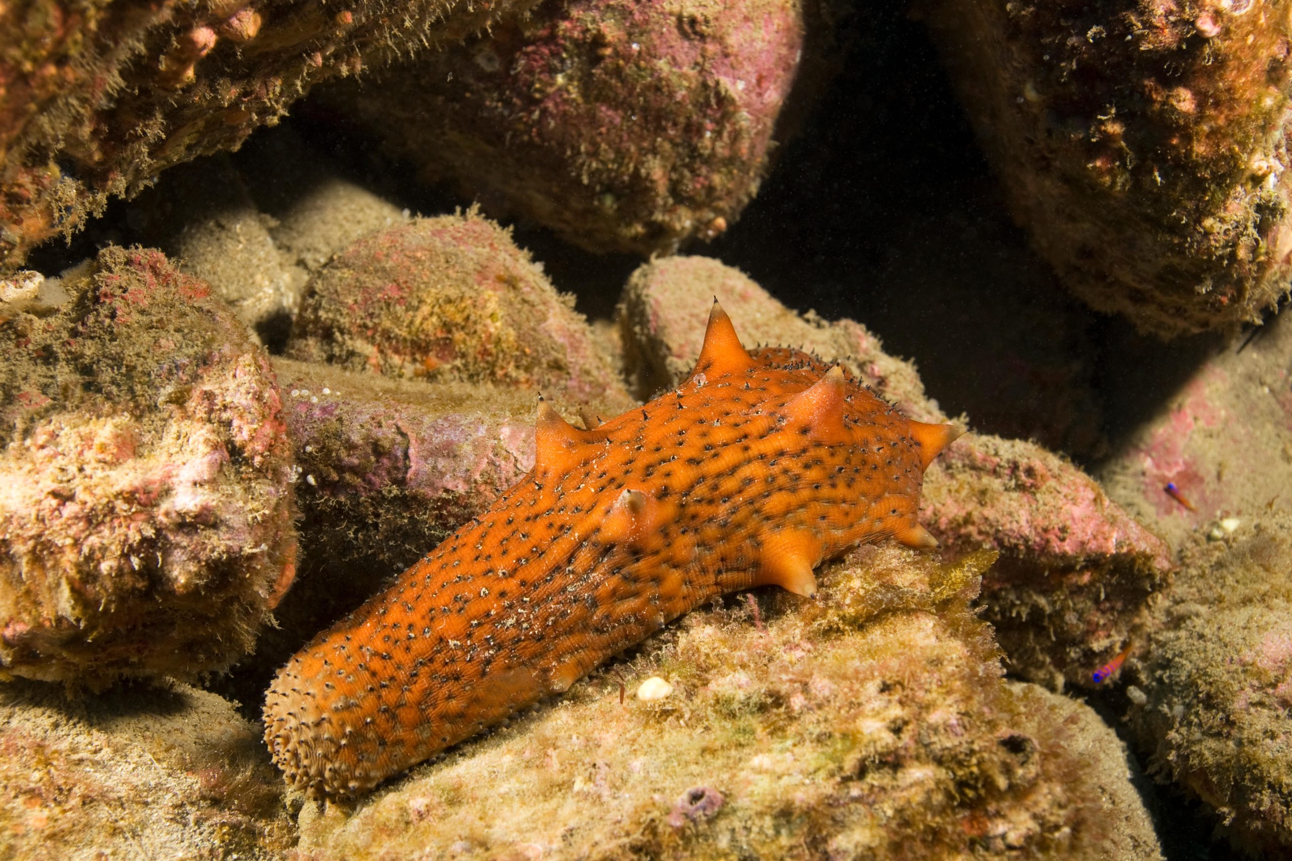 Sea Cucumber on reef