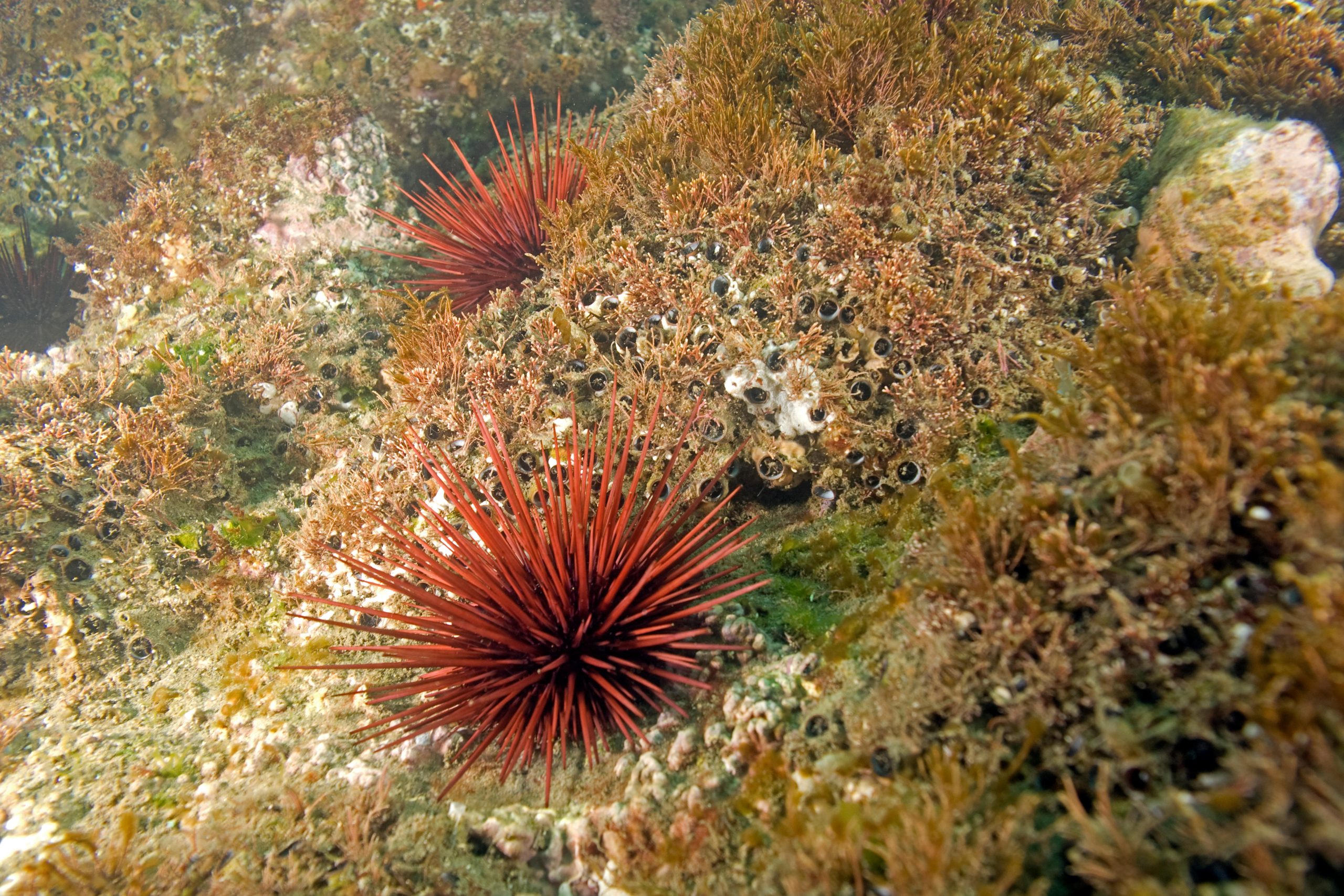 Sea urchins on reef