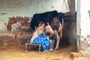<p>A woman milks a cow in the Indian state of Haryana; in her new book, Poorva Joshipura condemns such exploitation of animals and advocates for veganism (Image: Rohit Bhakar / Alamy)</p>