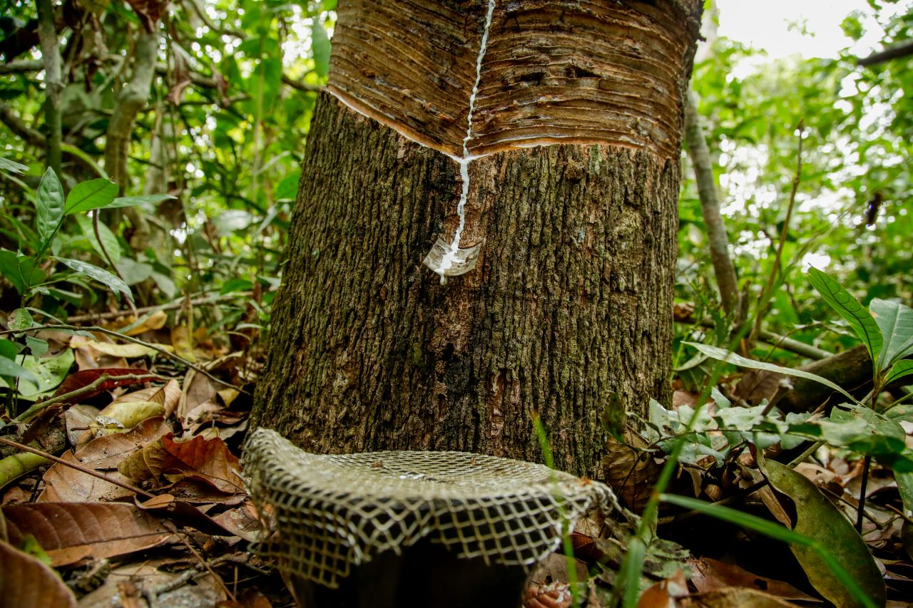 extracción de caucho de un árbol