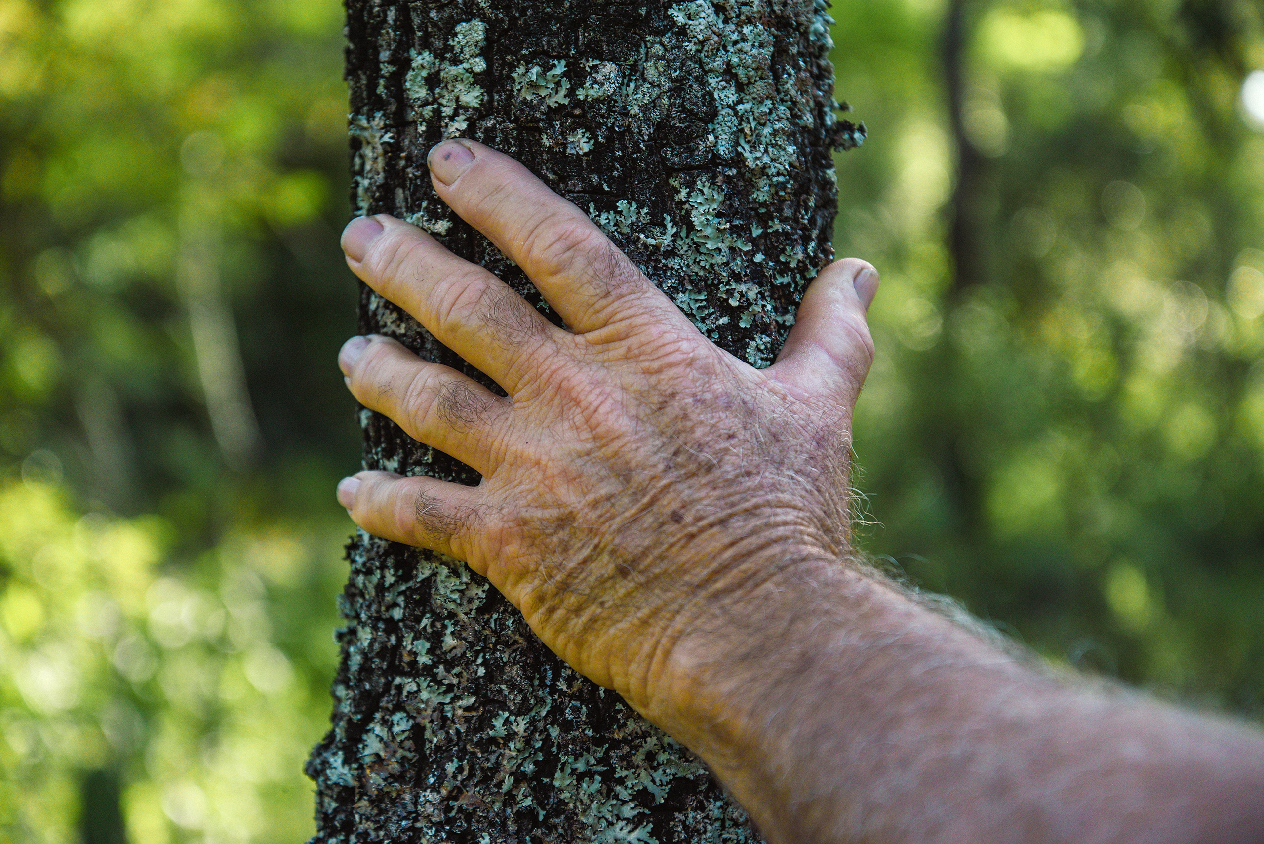 a hand on a tree