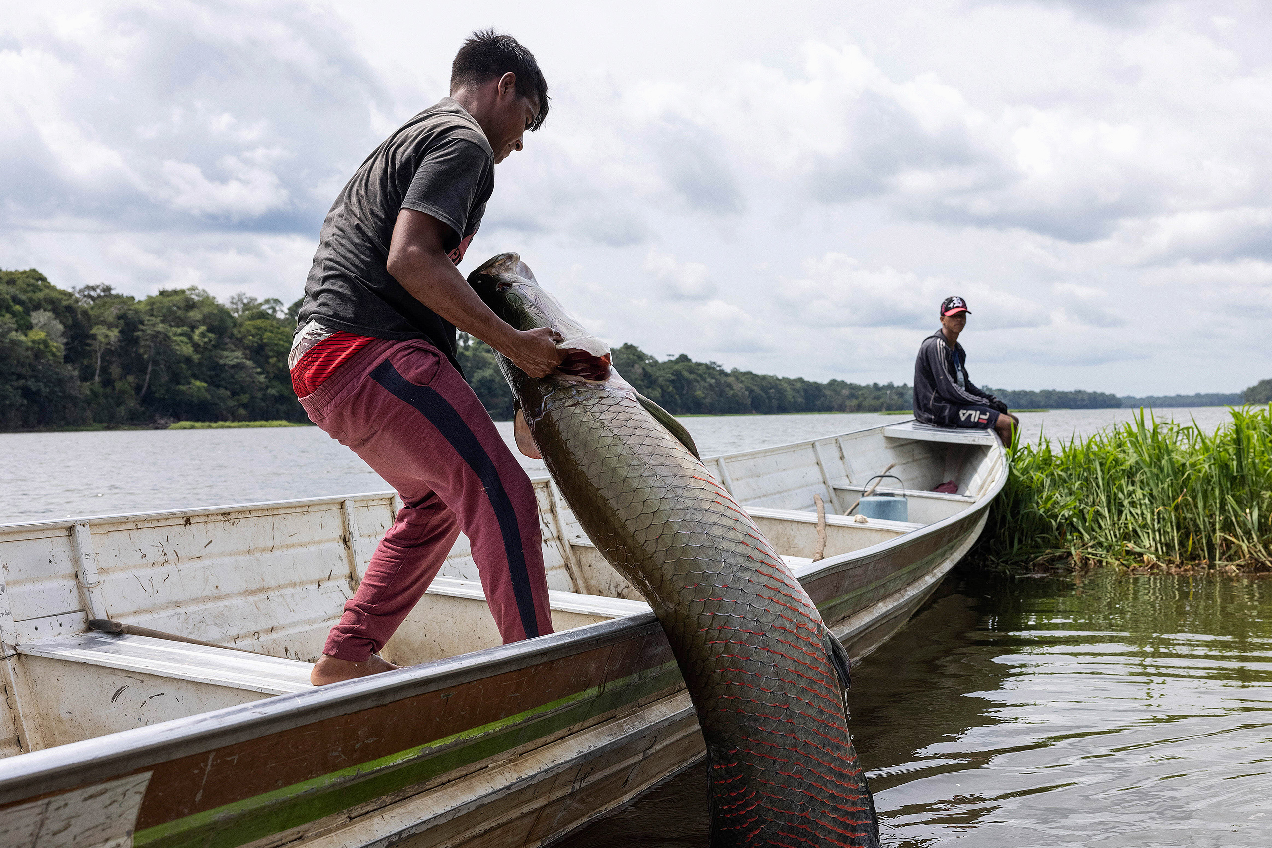 Homens transportando pirarucu do rio para um barco estreito