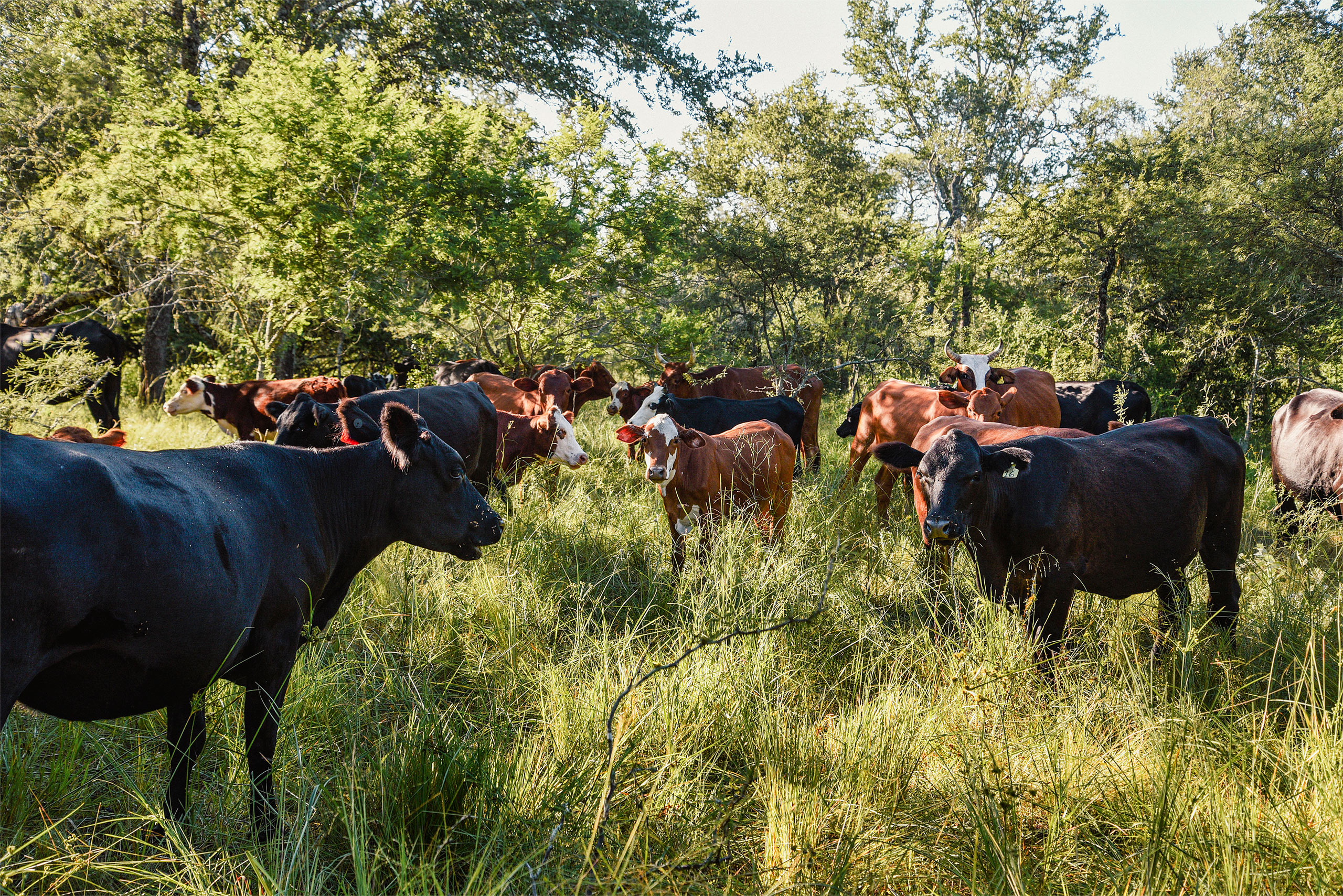 Un grupo de vacas en una zona boscosa con pastos altos