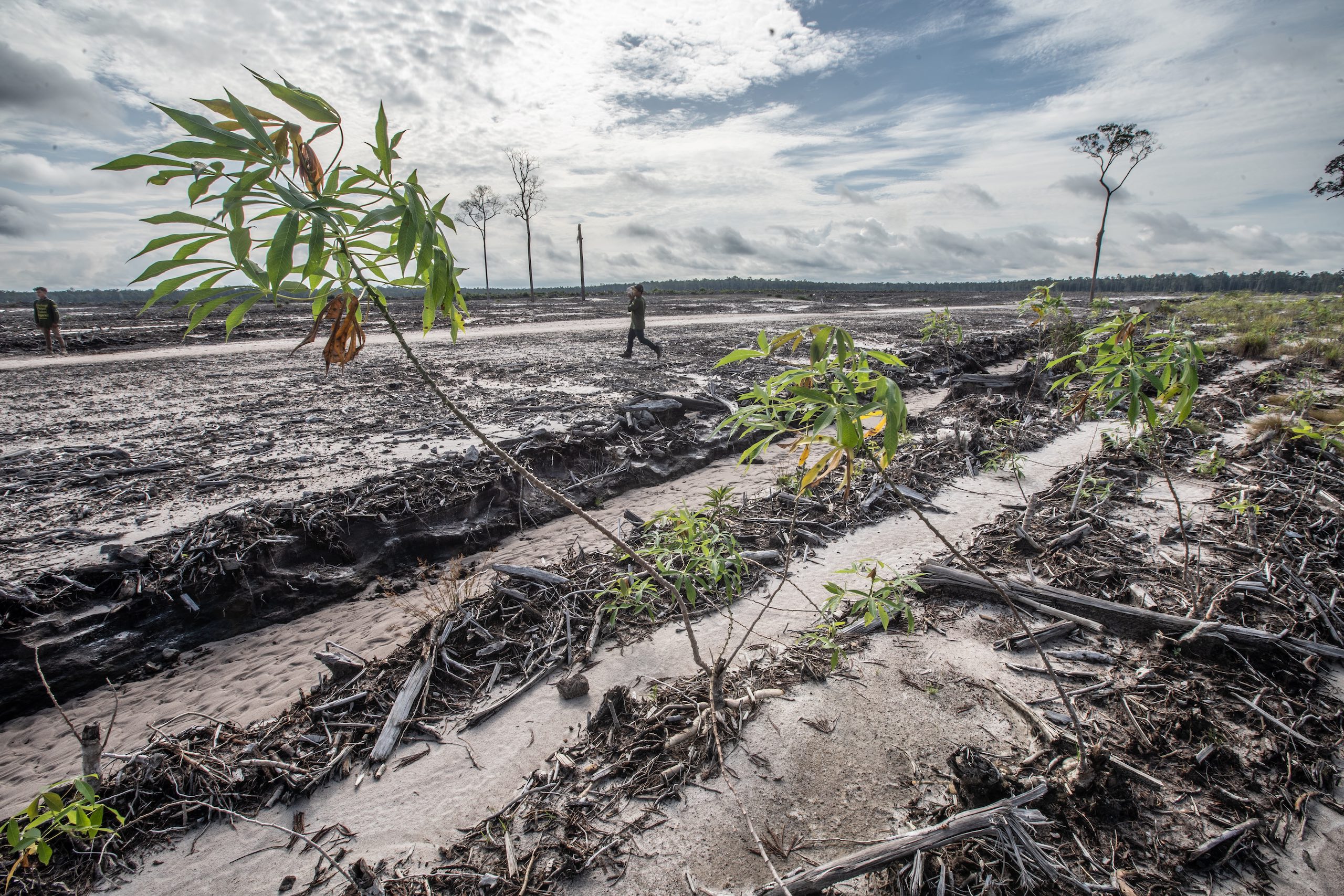 a person walking in an abandoned plantation