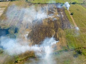 Burning agricultural field