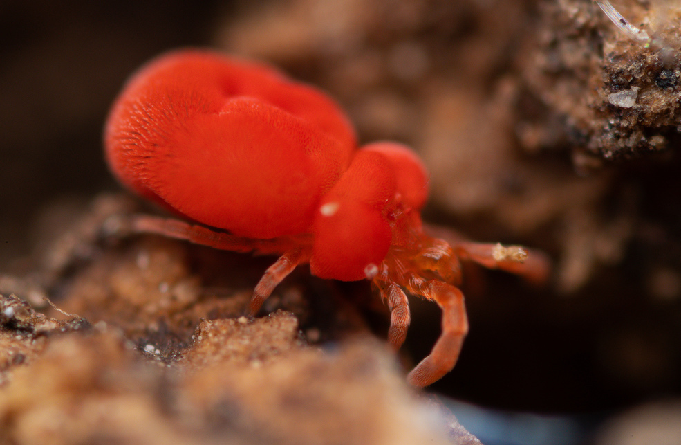 Close up of a red chigger mite