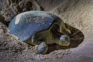 <p>A green turtle nesting on a beach in Sur, Oman. Green turtles also visit Karachi, on Pakistan&#8217;s coast, to lay their eggs on the sloped sandy beaches (Image: Nicola Messana / Alamy)</p>