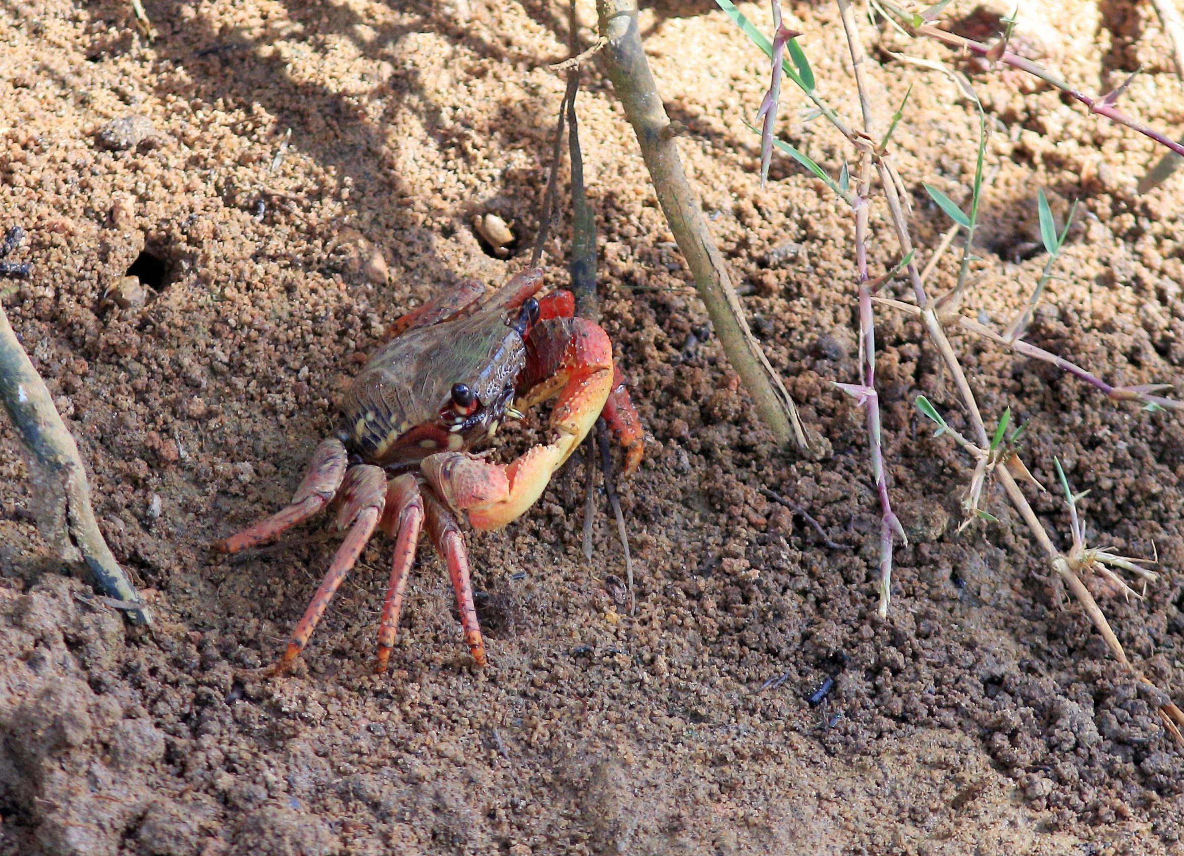 caranguejo no entorno da Laguna Mundaú