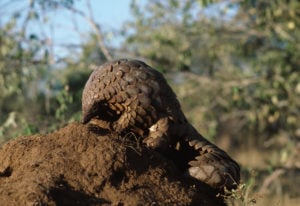 Pangolin foraging for ants