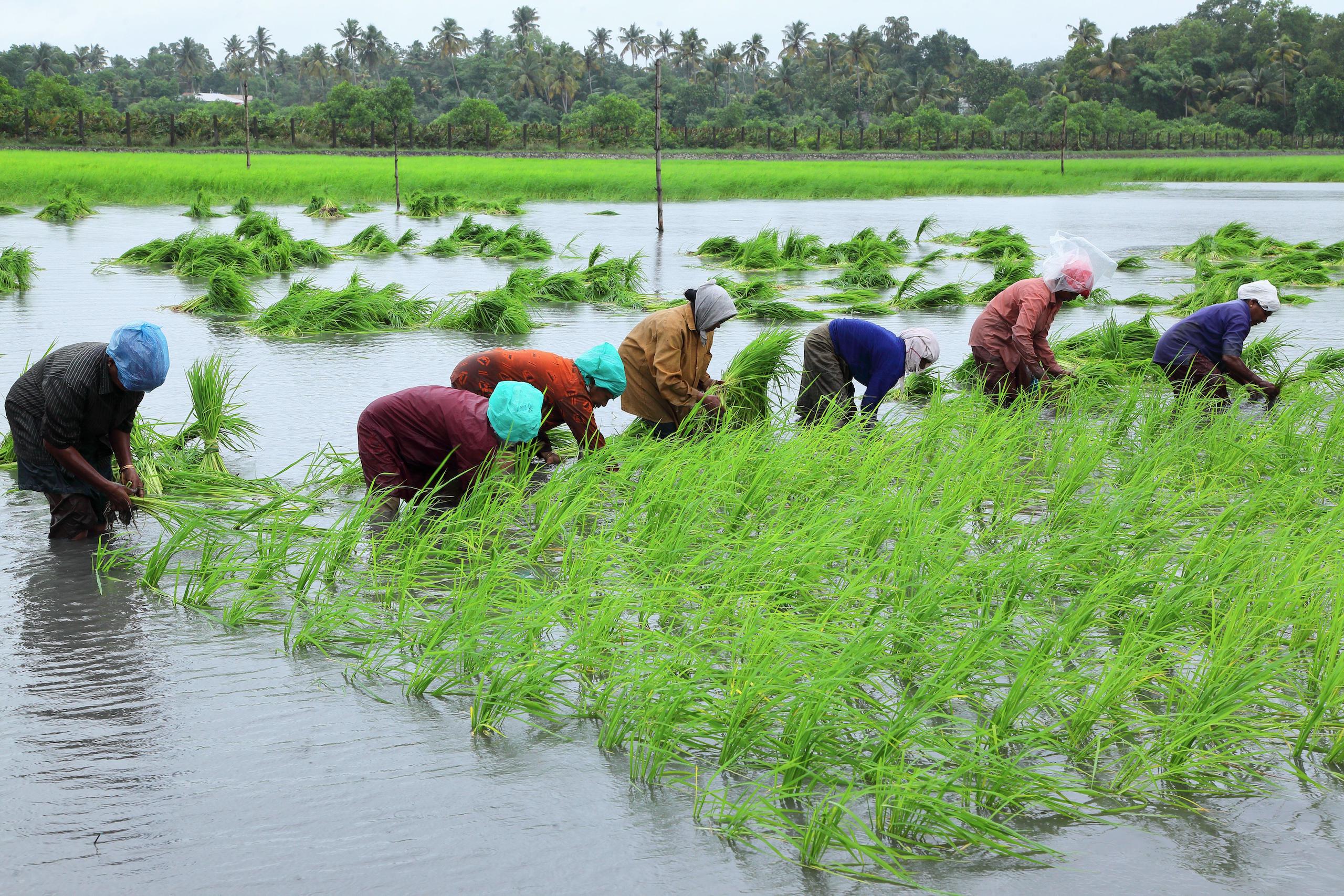 <p>Organic pokkali rice farming in Kerala, India. Pokkali is a unique, saline-tolerant rice variety. (Image: Alamy)</p>