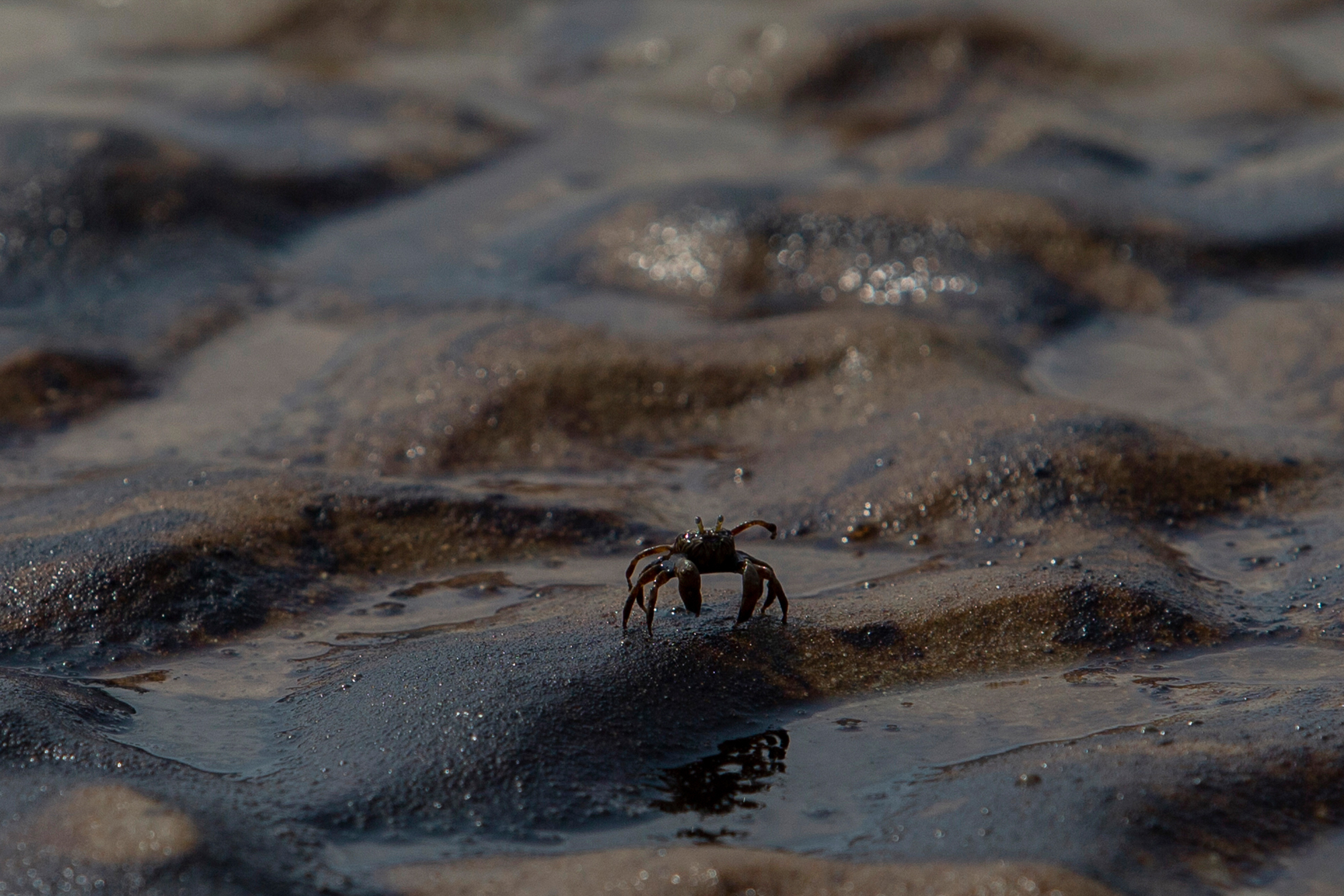 Crab covered in oil on a beach