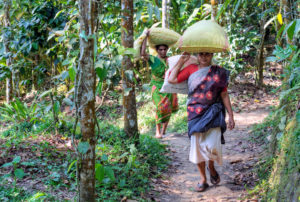 <p>Women harvesters in a cardamom plantation, in Kerala, South India. A doctor in Nepal noted that people working in cardamom fields complained of scrub typhus symptoms. (Image: Joana Kruse/Alamy)</p>