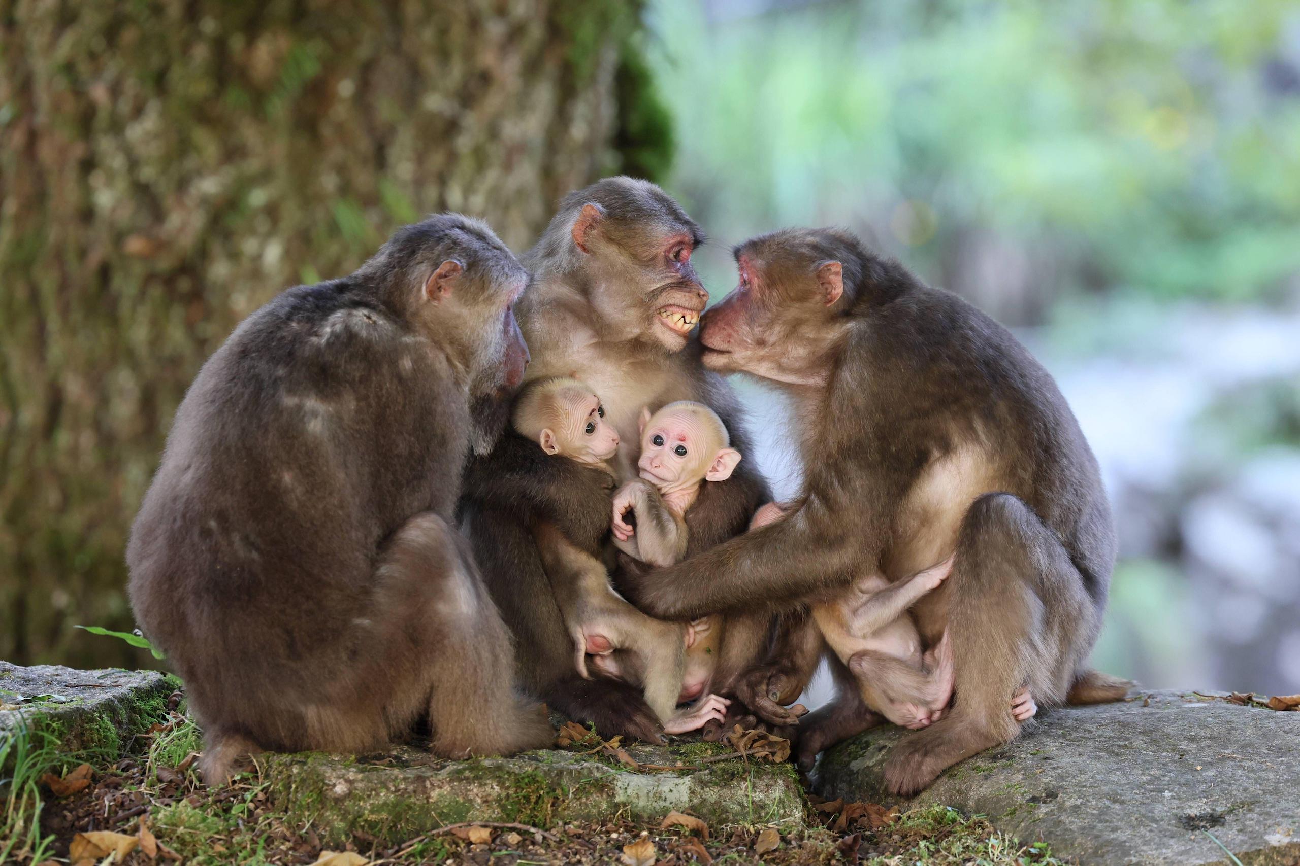 a group of monkeys sitting together