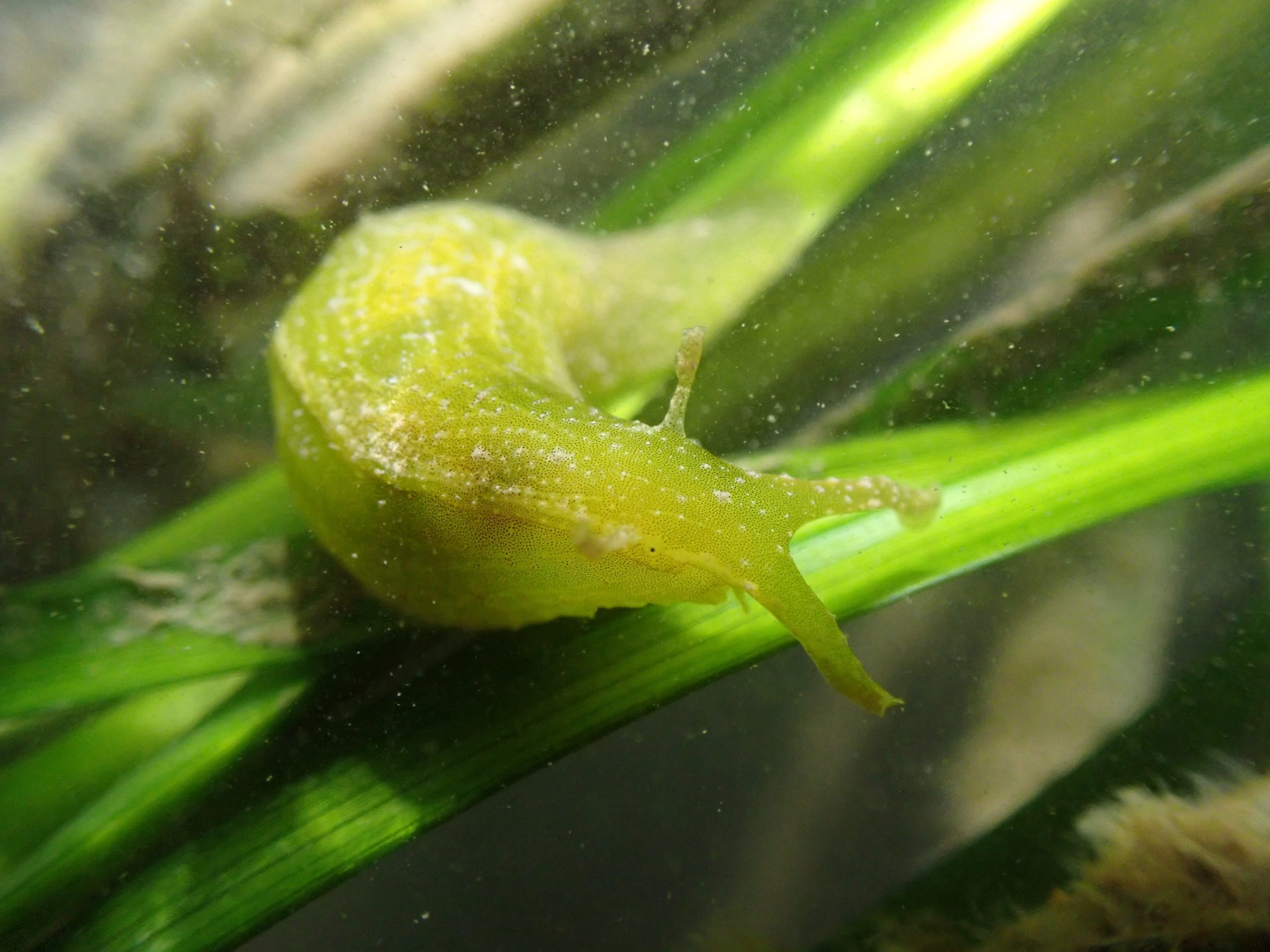 marine gastropod on piece of seagrass