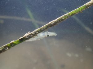 <p>A northern pygmy squid, the world’s smallest cephalopod, clinging to a piece of seagrass in Caofeidian (Image: Qingdao Marine Conservation Society)</p>