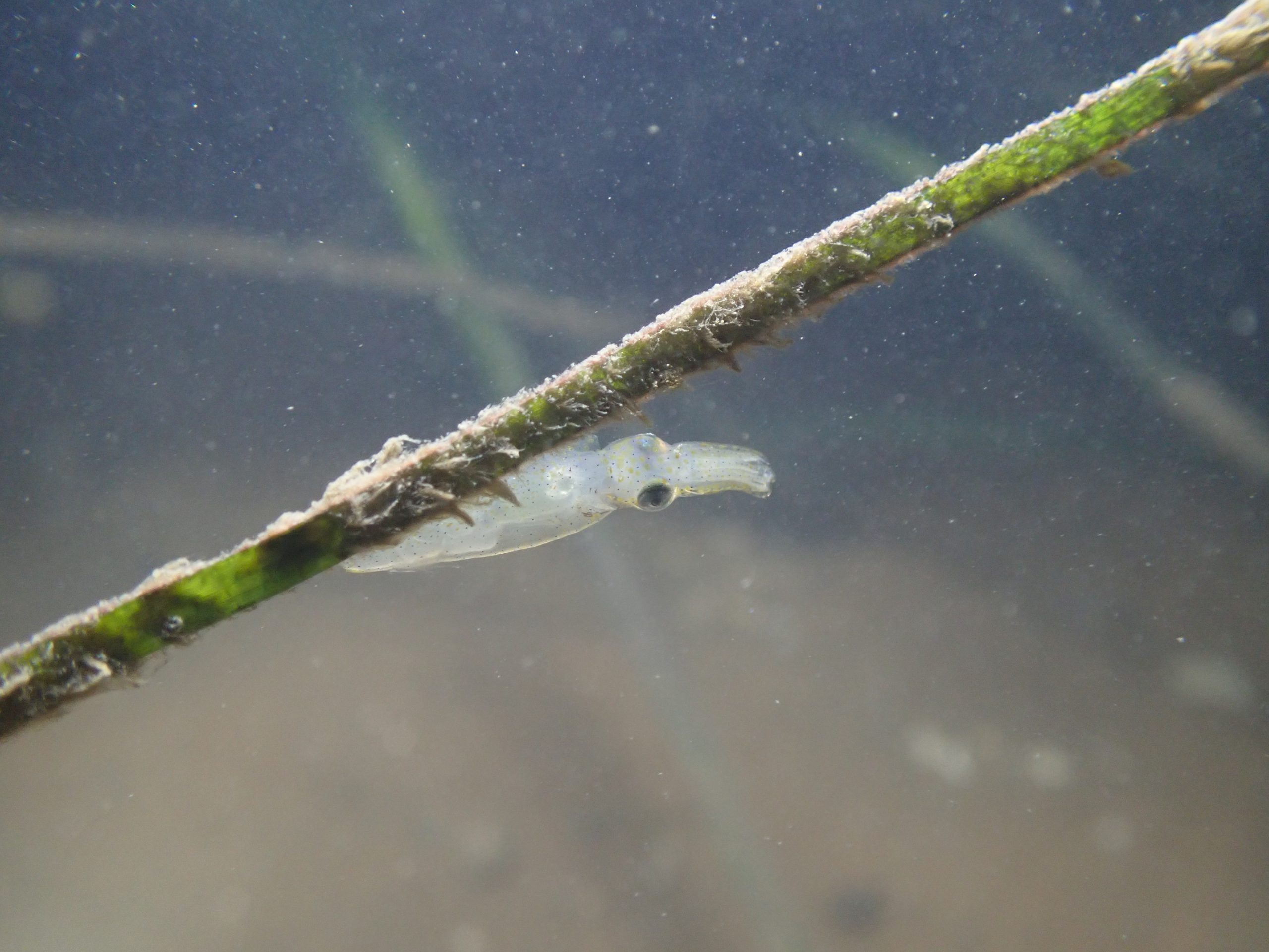 <p>在曹妃甸海草床栖息的玄妙微鳍乌贼。图片来源：青岛市海洋生态研究会</p>