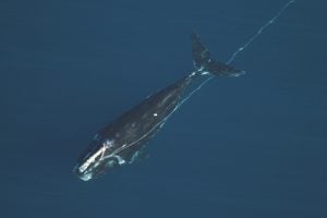 right whale entangled in heavy fishing rope