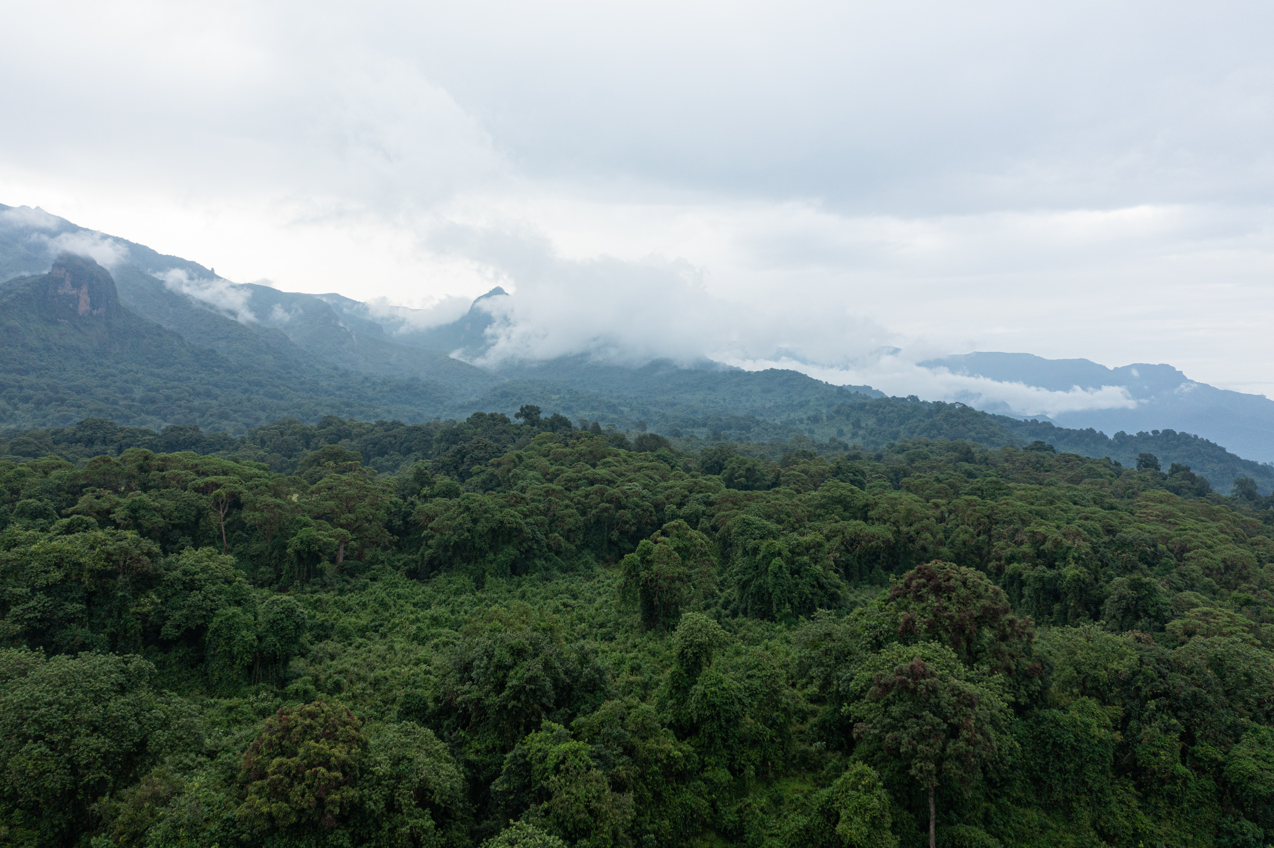 forest landscape on overcast day