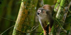 a squirrel monkey on the tree