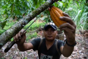 A person holding a machete with one hand and a ripe cocoa pod with the other hand in a lush green forest setting