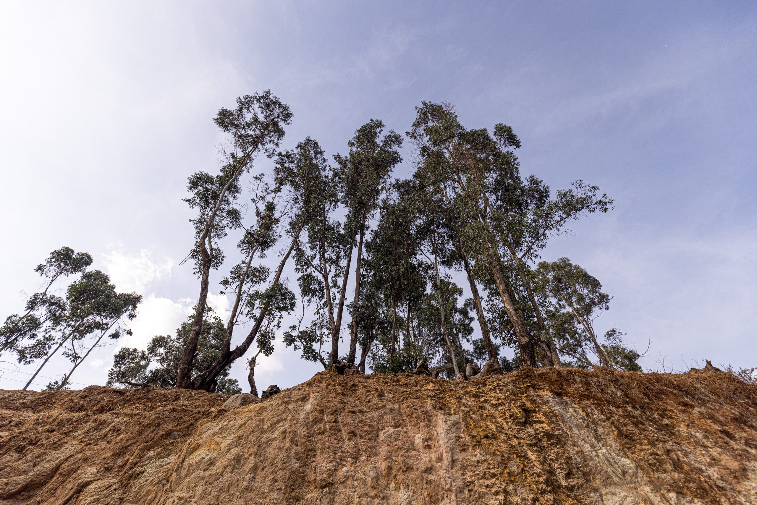 trees growing atop eroded plateau