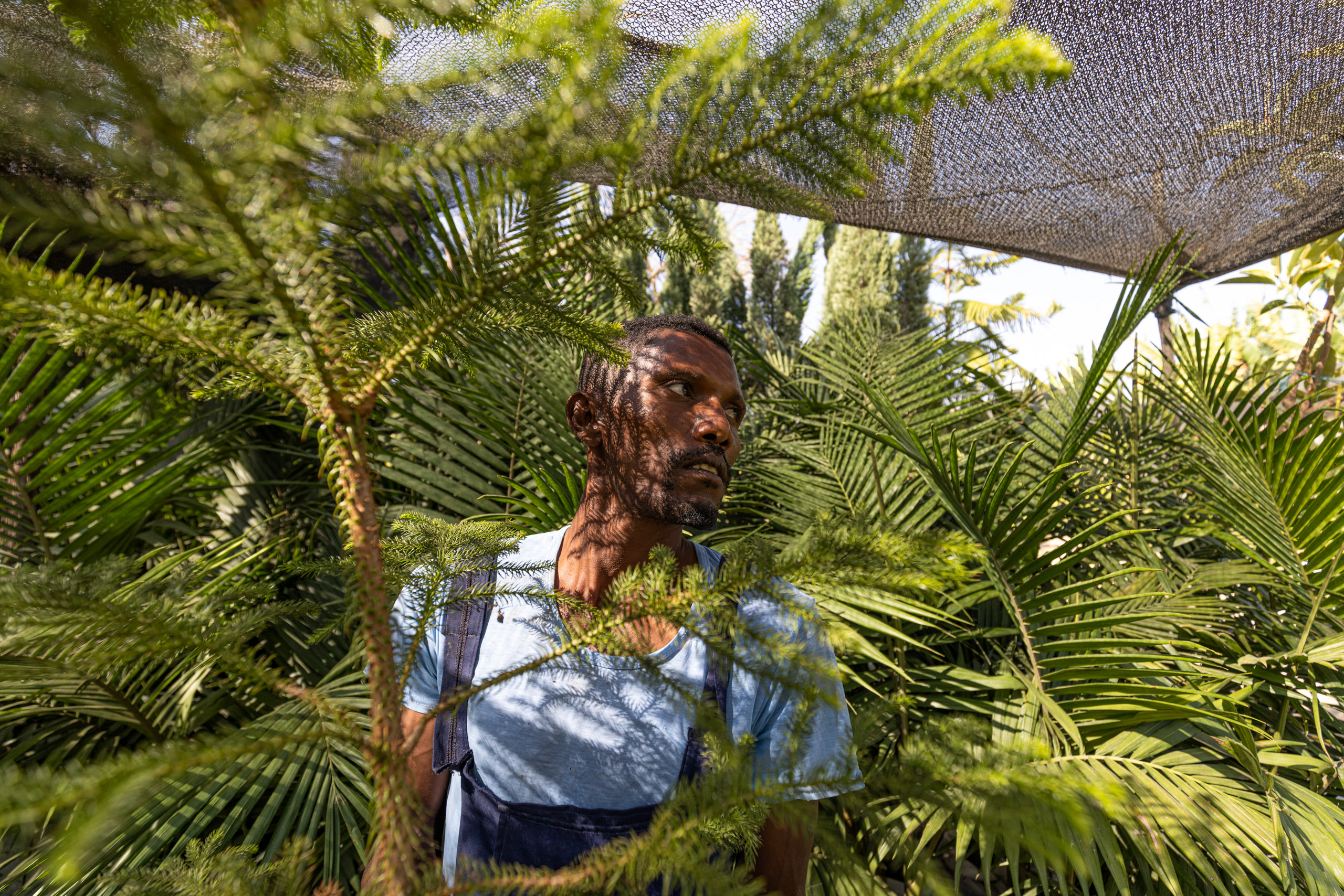 man standing behind tree branches