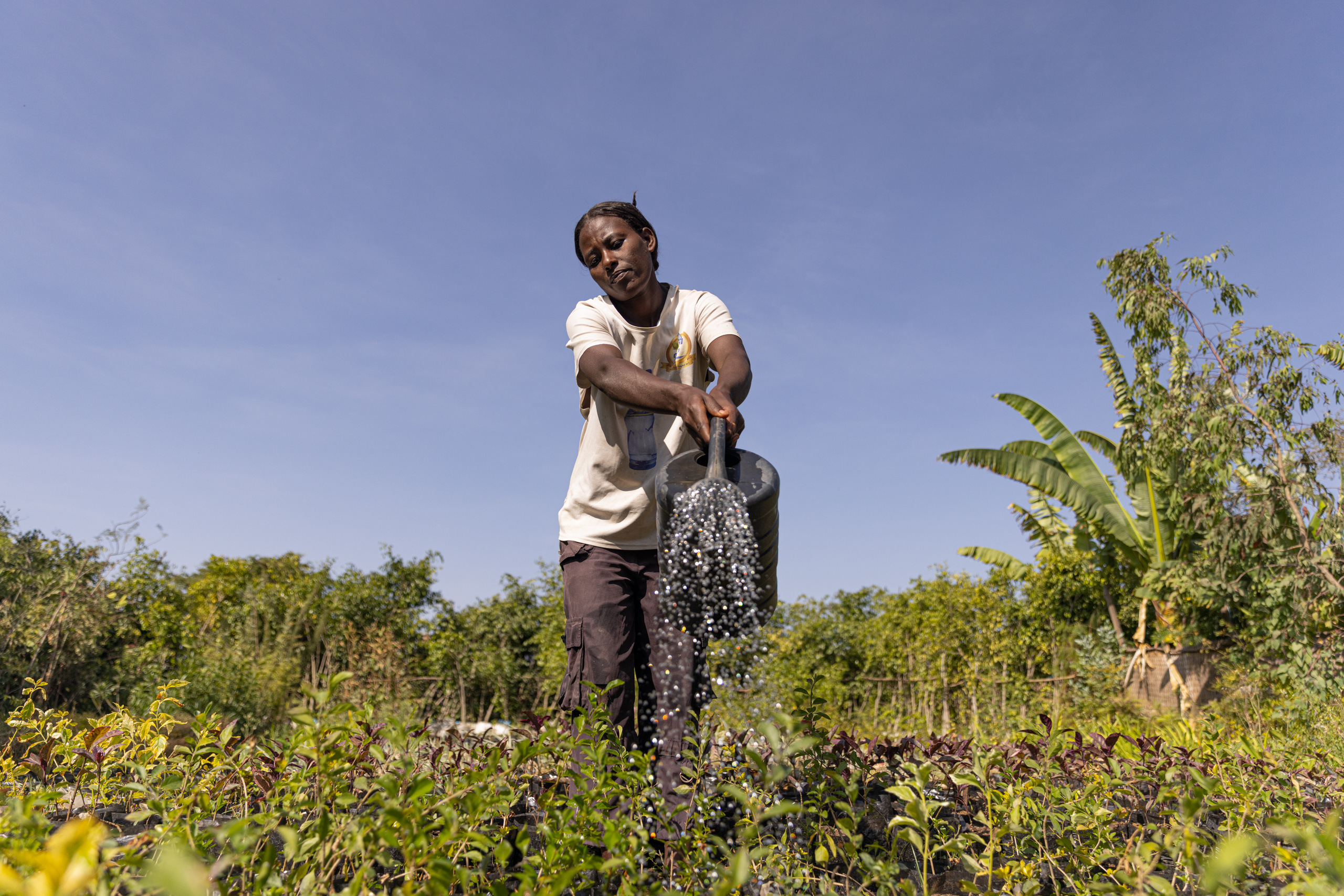 woman watering sapplings