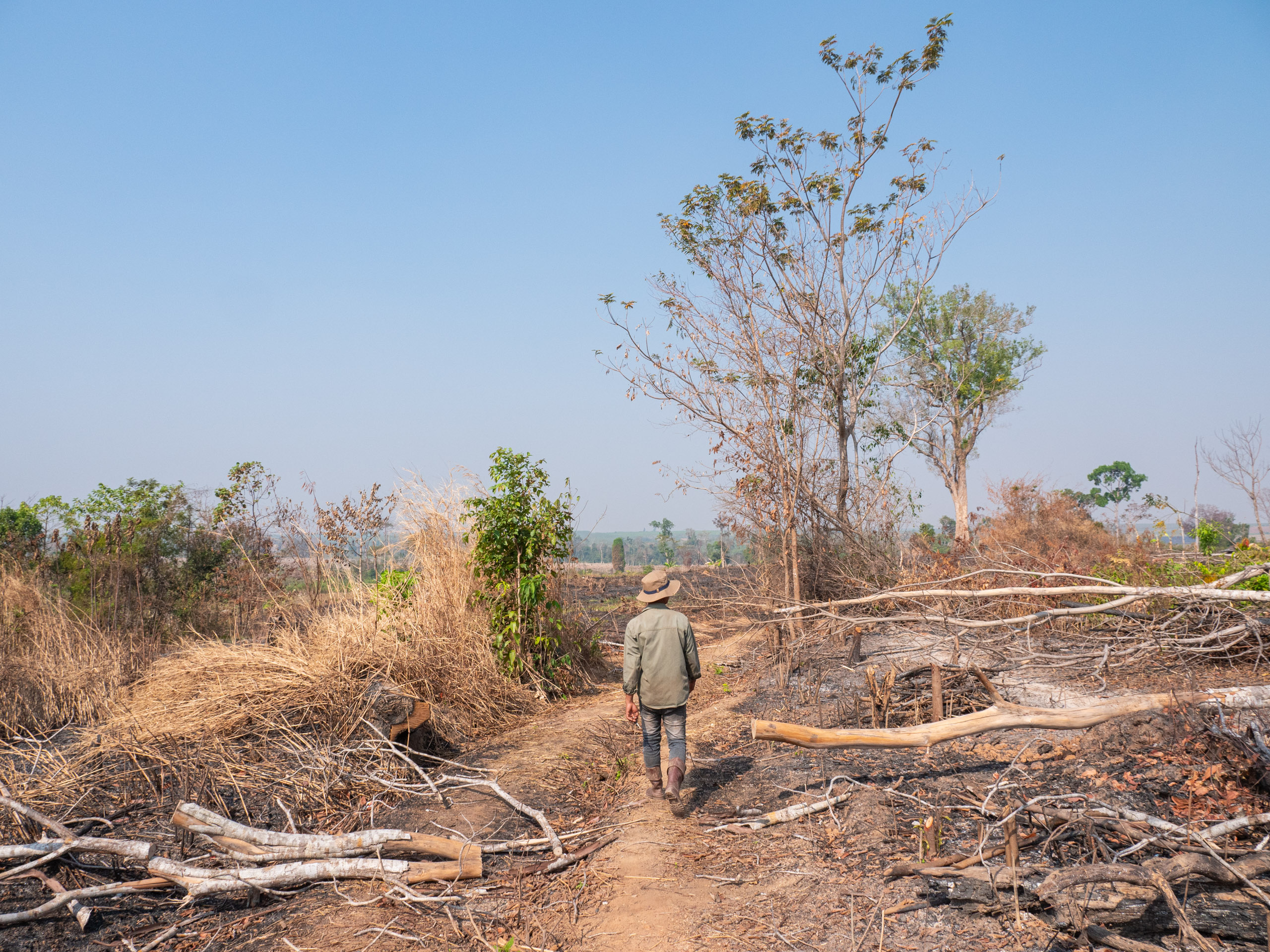 man walking on dirt path between deforested trees