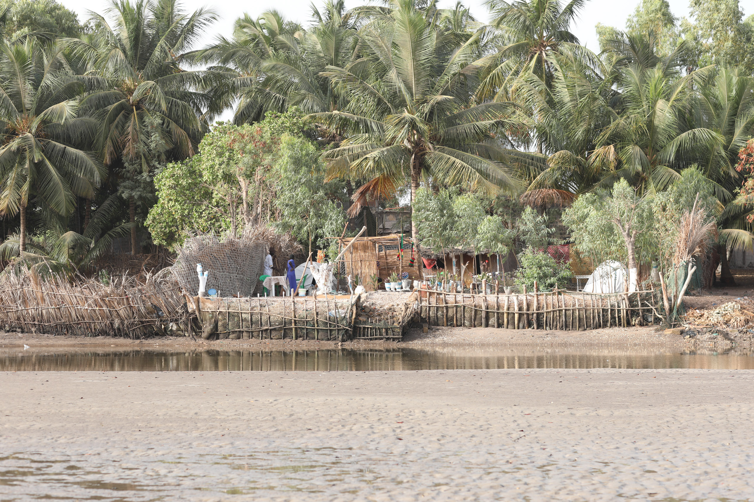 coconut tree line on coast