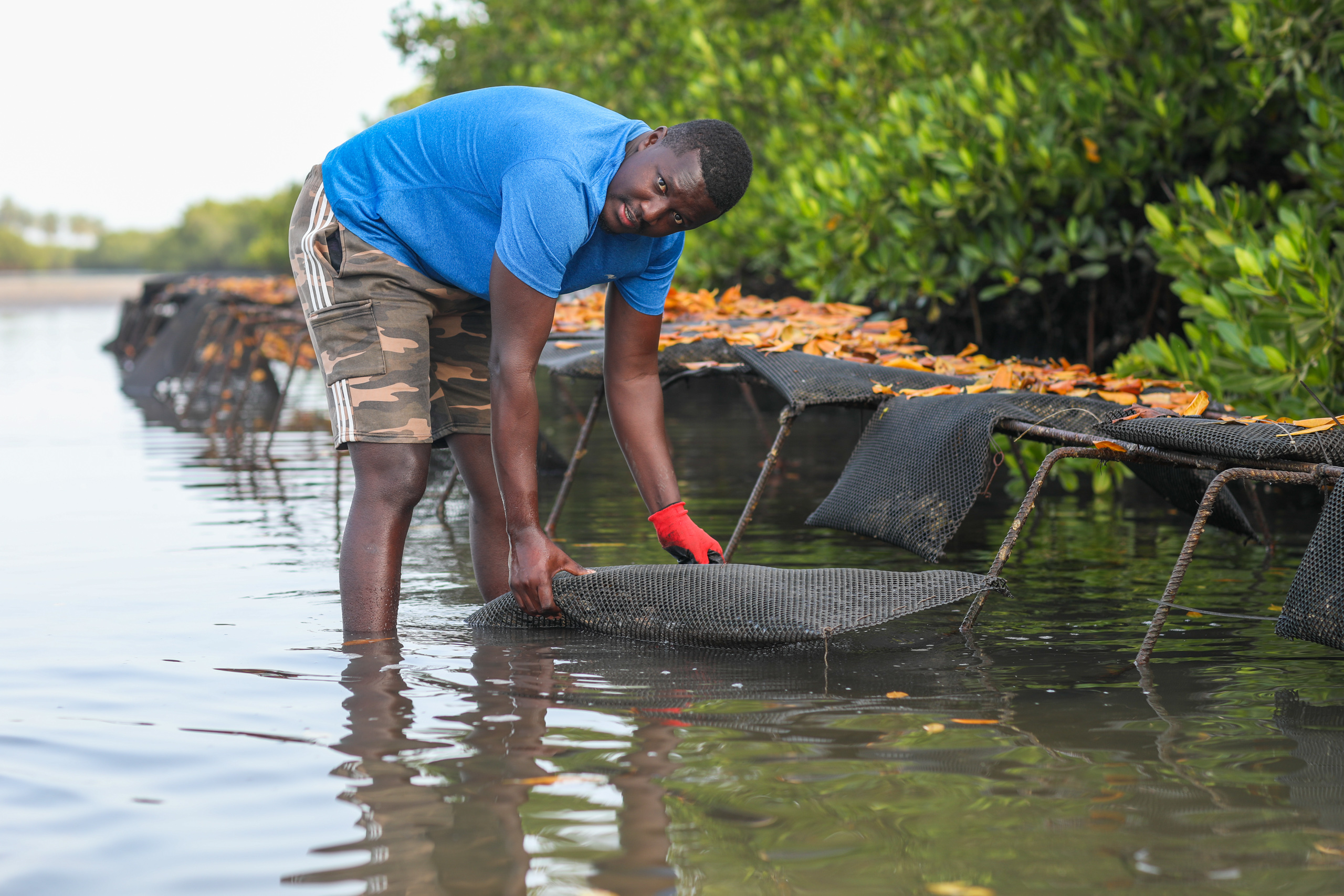 man leaning over in shallow mangrove water