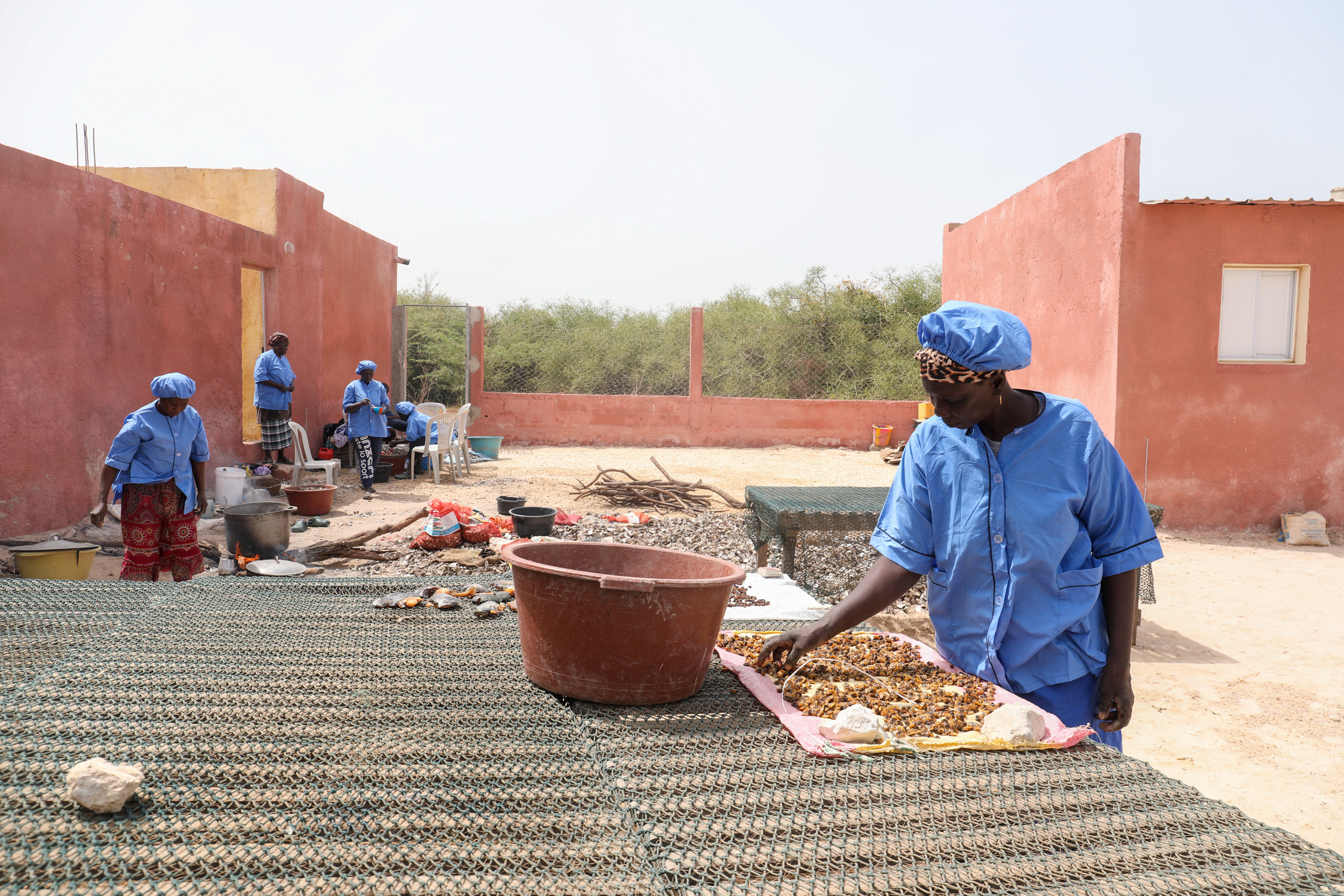 people sorting harvested oysters