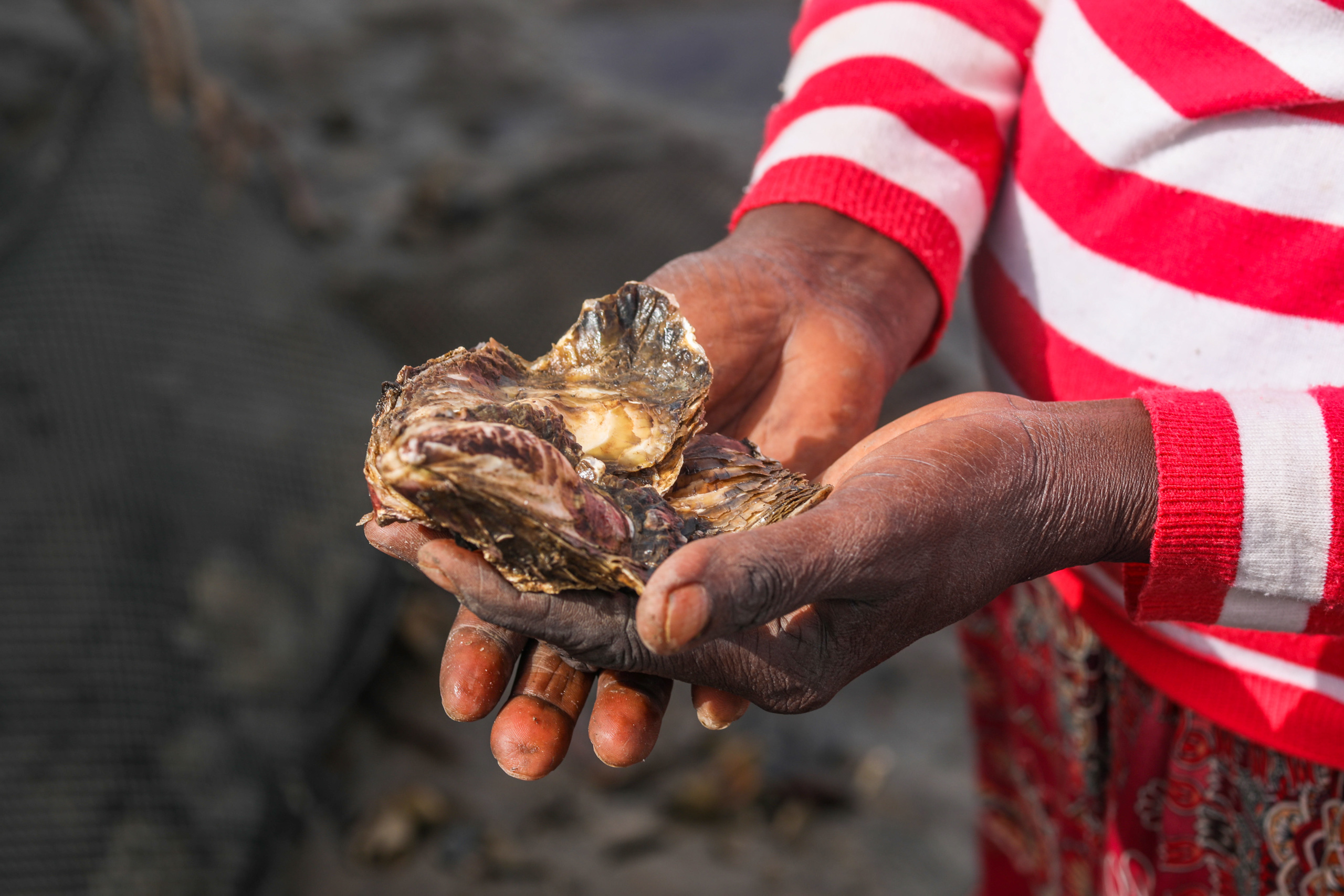 live oysters resting in hands