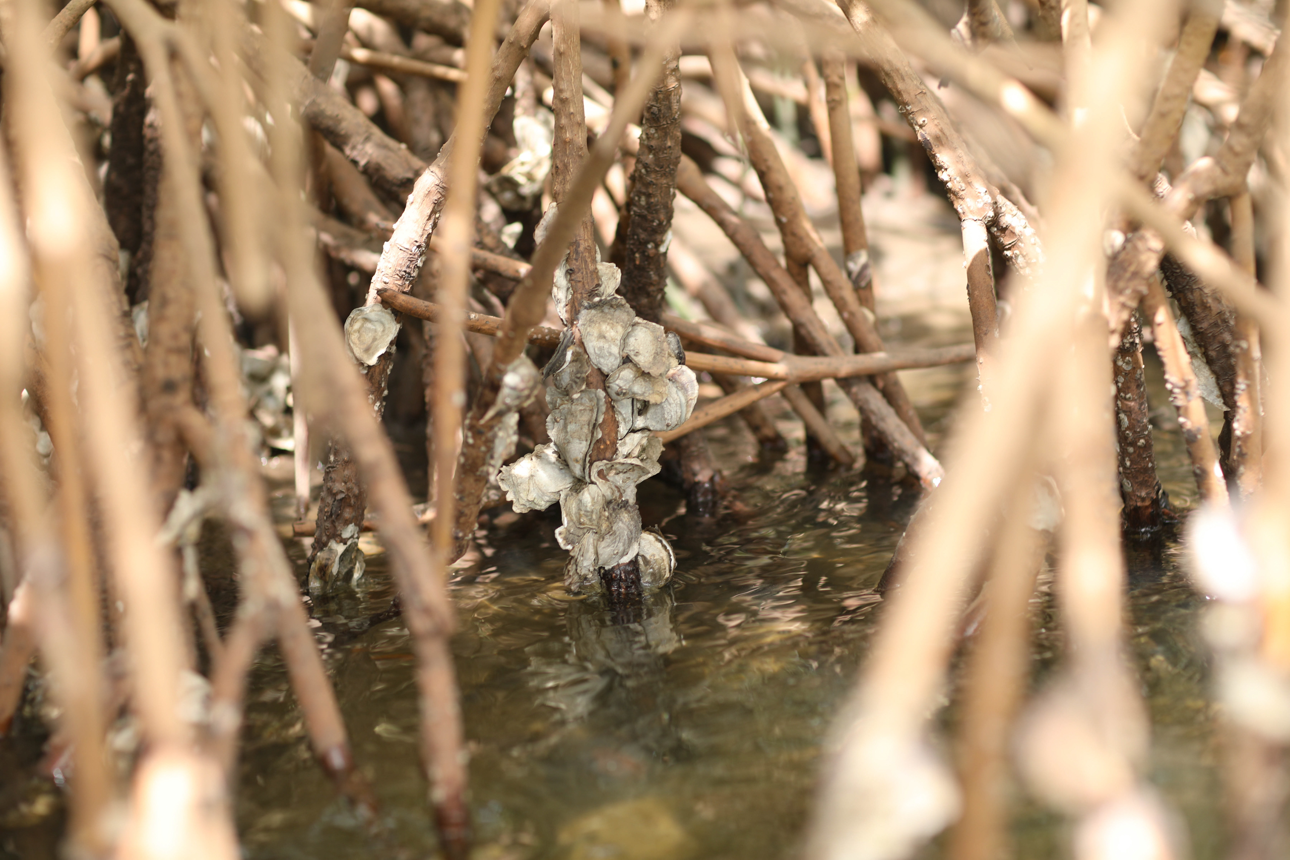 mangrove roots