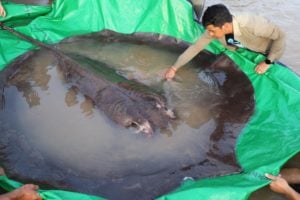 a person touching a stingray in water