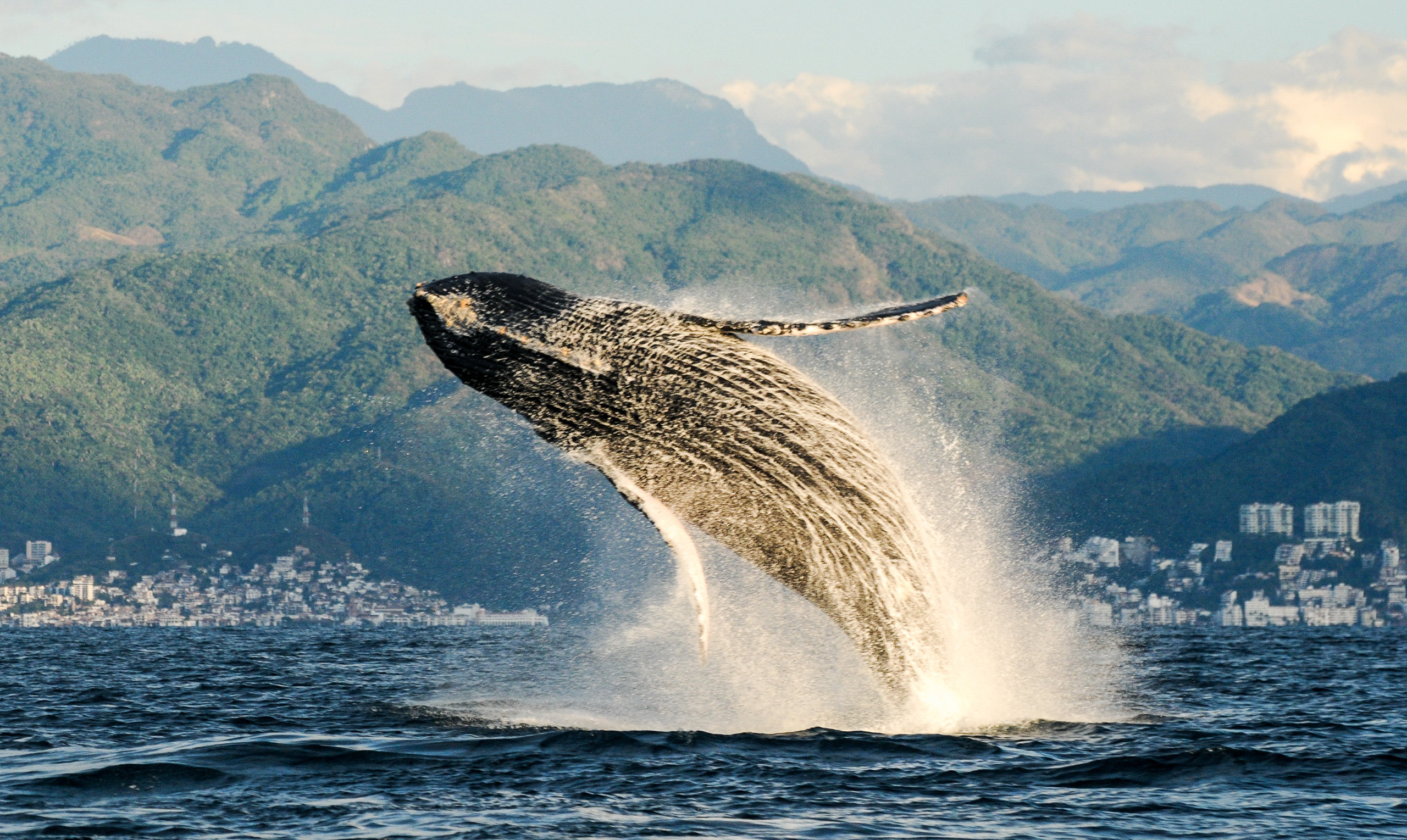 Una ballena jorobada salta del agua en Puerto Vallarta