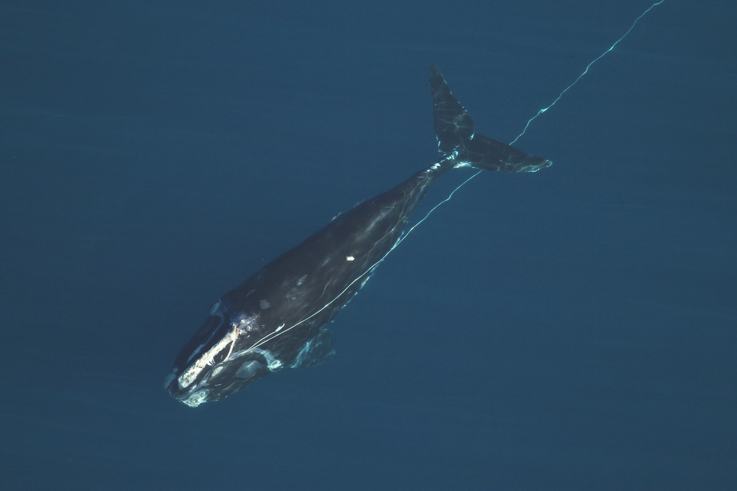<p>Una ballena franca enredada en una cuerda de pesca frente a la costa de Florida, Estados Unidos. Enredarse así puede herir o incluso matar a ballenas y otros mamíferos marinos. (Imagen: <a href="https://www.flickr.com/photos/myfwc/51789930318/in/album-72157720247908410/">Comisión de Conservación de Pesca y Vida Silvestre de Florida</a>, sacada con permiso de investigación de la NOAA / <a href="https://www.flickr.com/people/myfwc/">Flickr</a>, <a href="https://creativecommons.org/licenses/by-nc-nd/2.0/">CC BY NC ND</a>)</p>