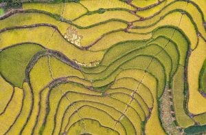An aerial view of green and yellow rice terraces, China