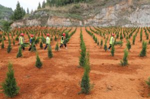 <p>Tree-planting on the site of a former mine in Guizhou, southern China, as part of an ecological restoration project (Image: Alamy)</p>