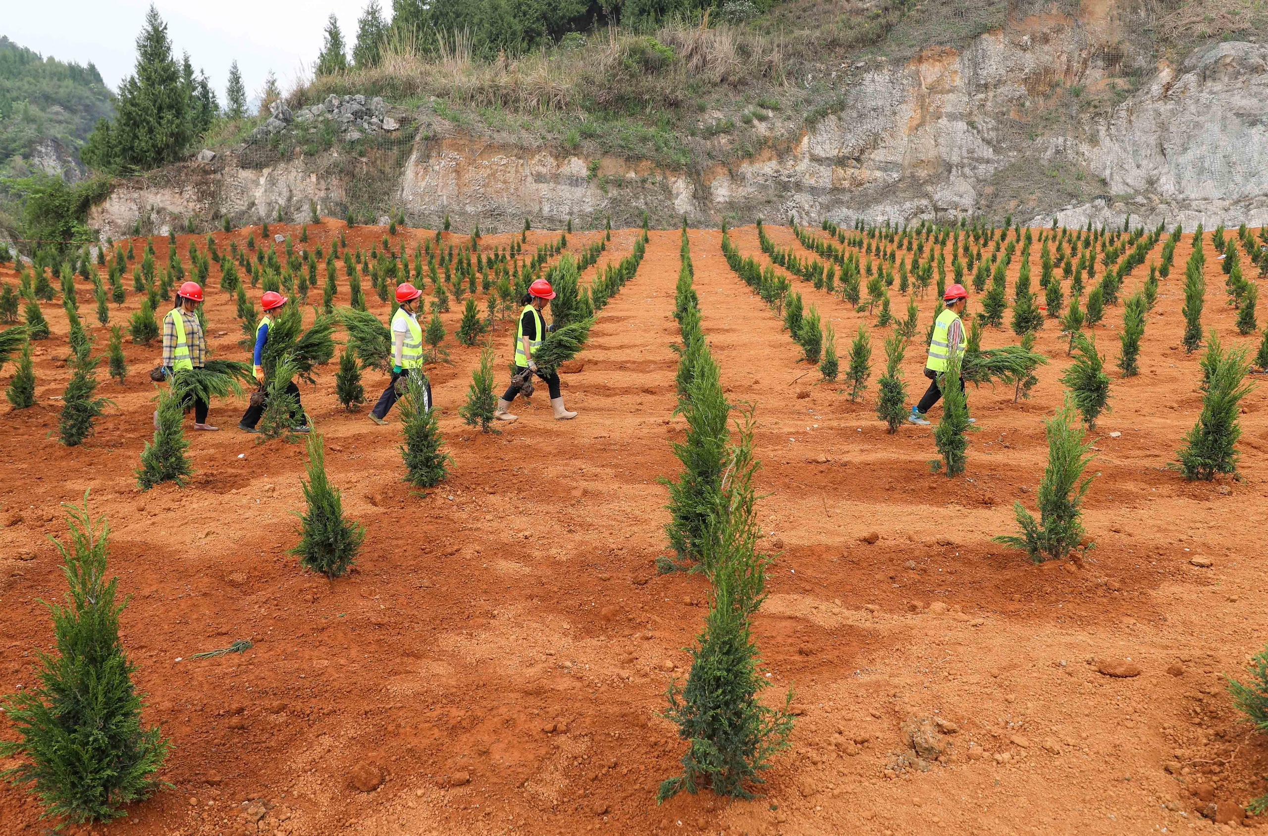 <p>南部贵州省一处废弃矿区正在开展植树活动，这是生态修复项目的一部分。图片来源：Alamy</p>