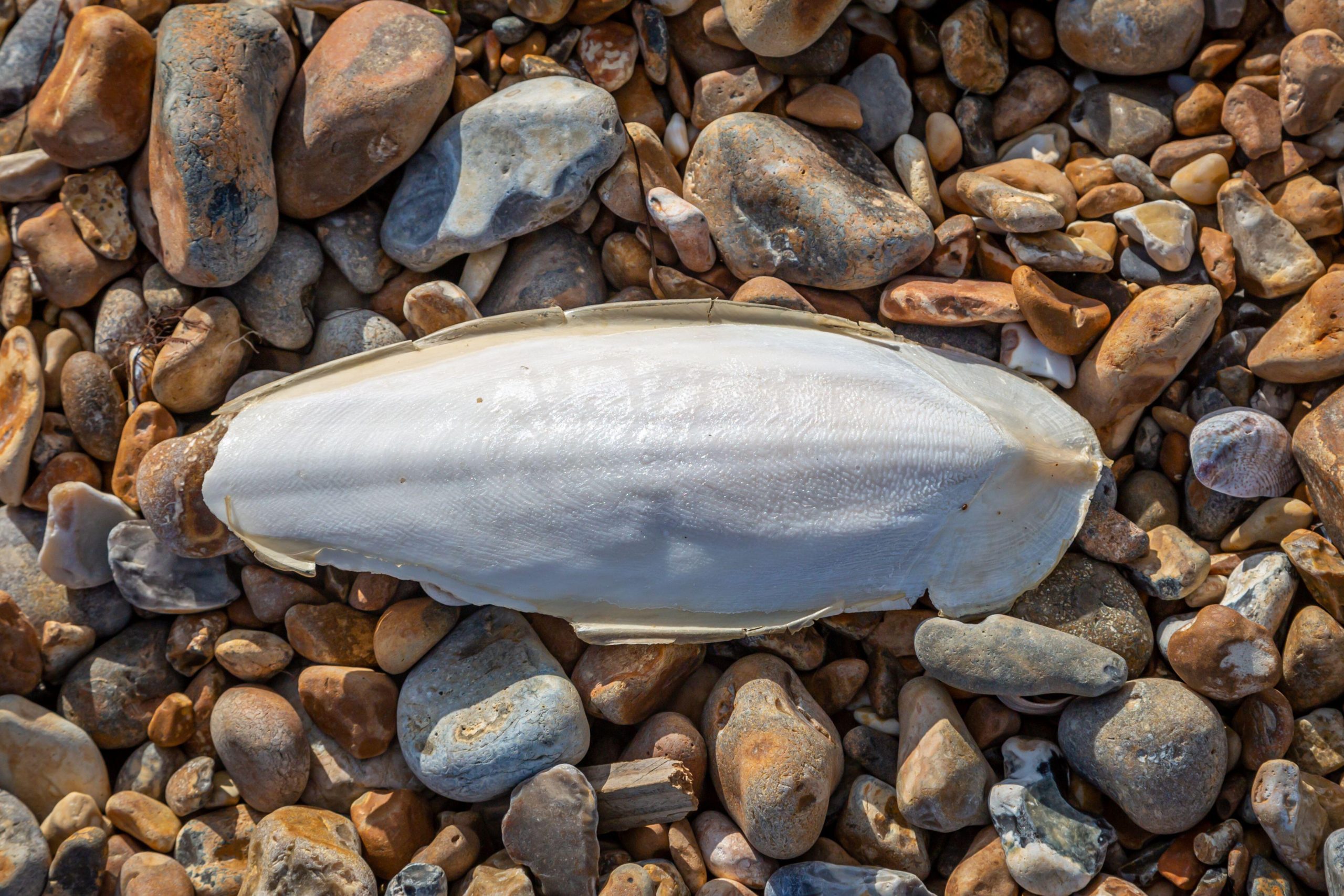 Cuttlebone on a Pebble Beach