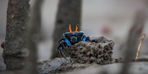 <p>A female fiddler crab cautiously emerges from her burrow on a mangrove beach in Malaysian Borneo (Image: Sam Rollinson / Alamy)</p>