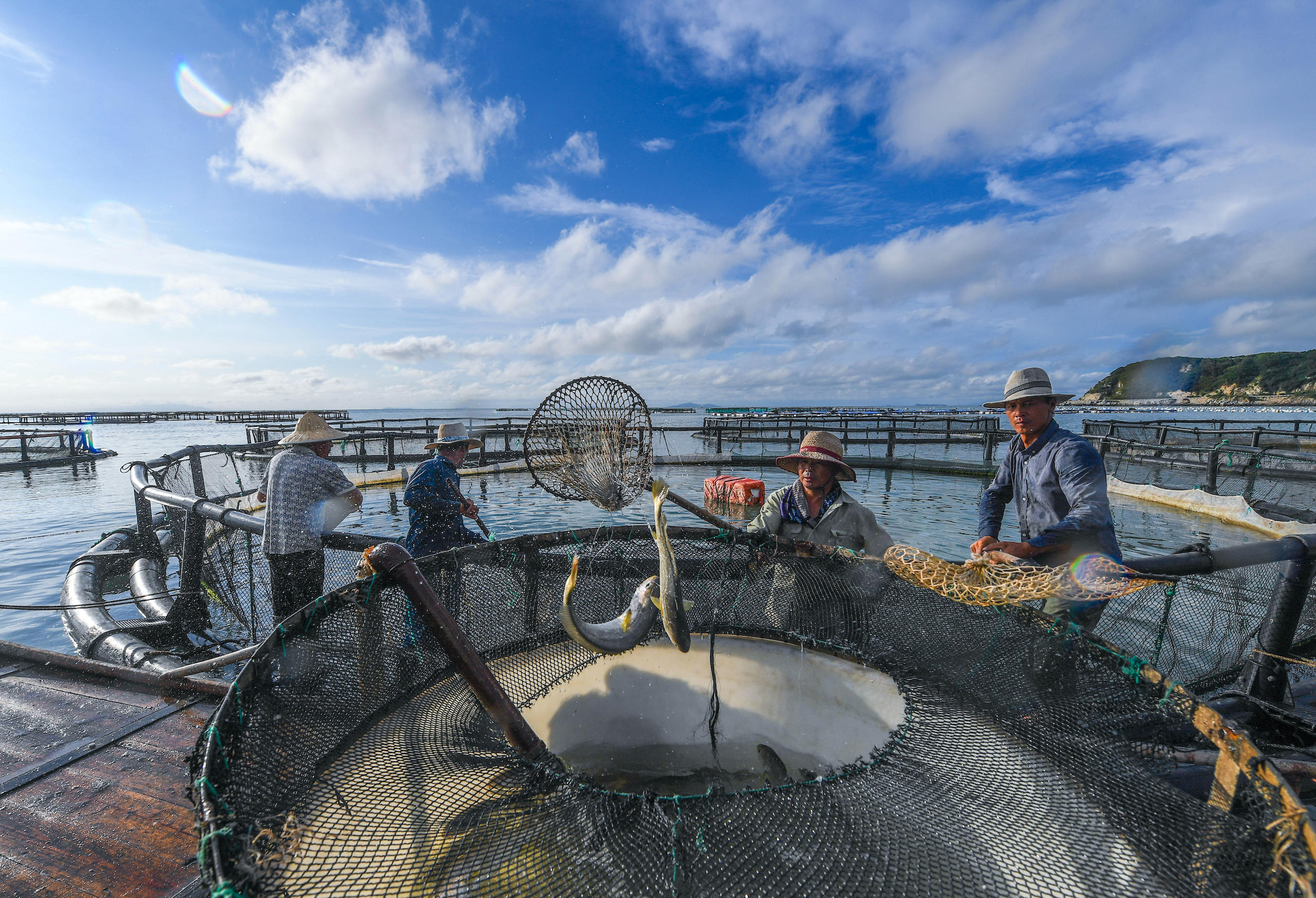 a group of people standing around a net with fish