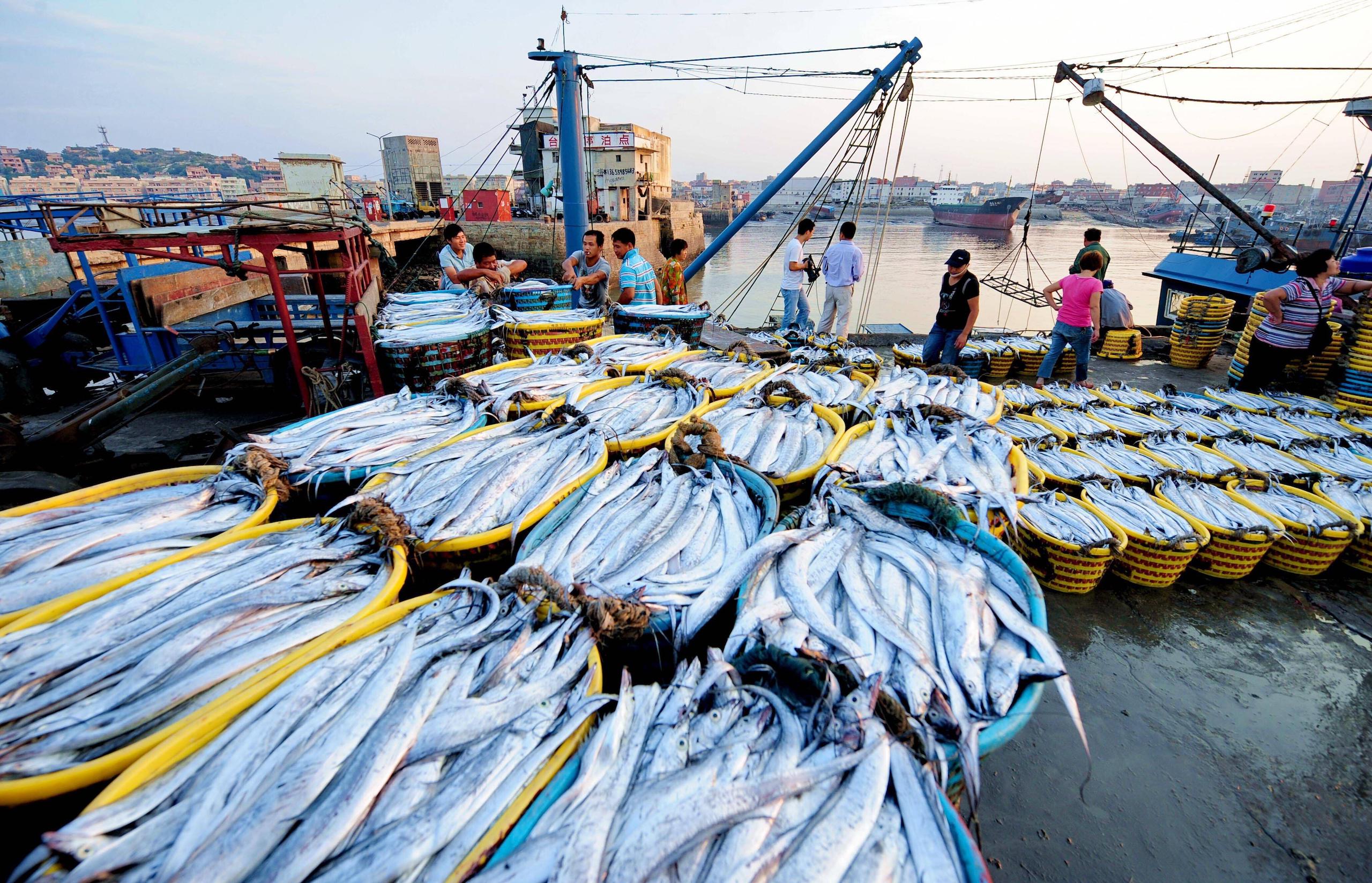 <p>在福建的一个港口，渔民们清点捕获的的带鱼。科学家指出气候变化对中国渔业的影响值得警惕，但当中仍有许多研究空白需要填补。图片来源：Zhang Guojun / Alamy</p>