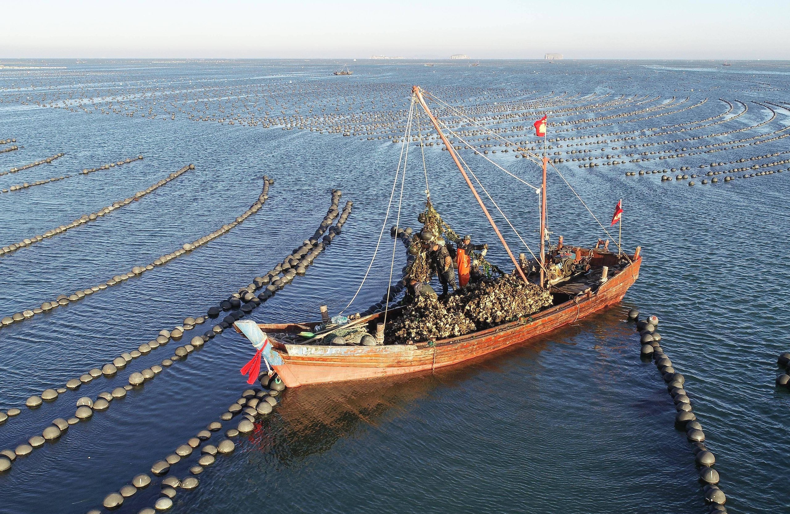 A boat surrounded by rows of farmed oysters on calm water