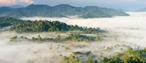 Mist and low cloud hanging over rainforest