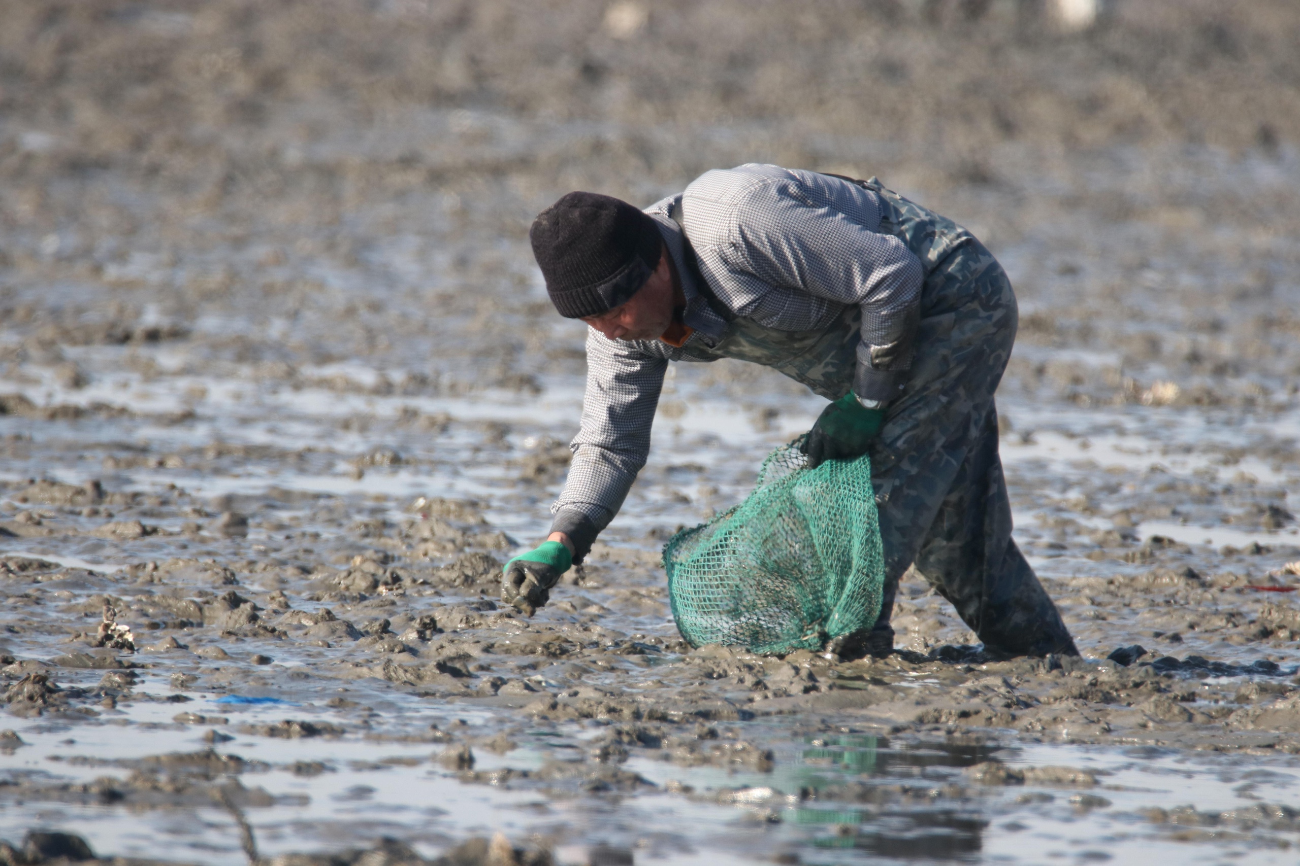 A man bending over to pick up an oyster from the ground on a beach