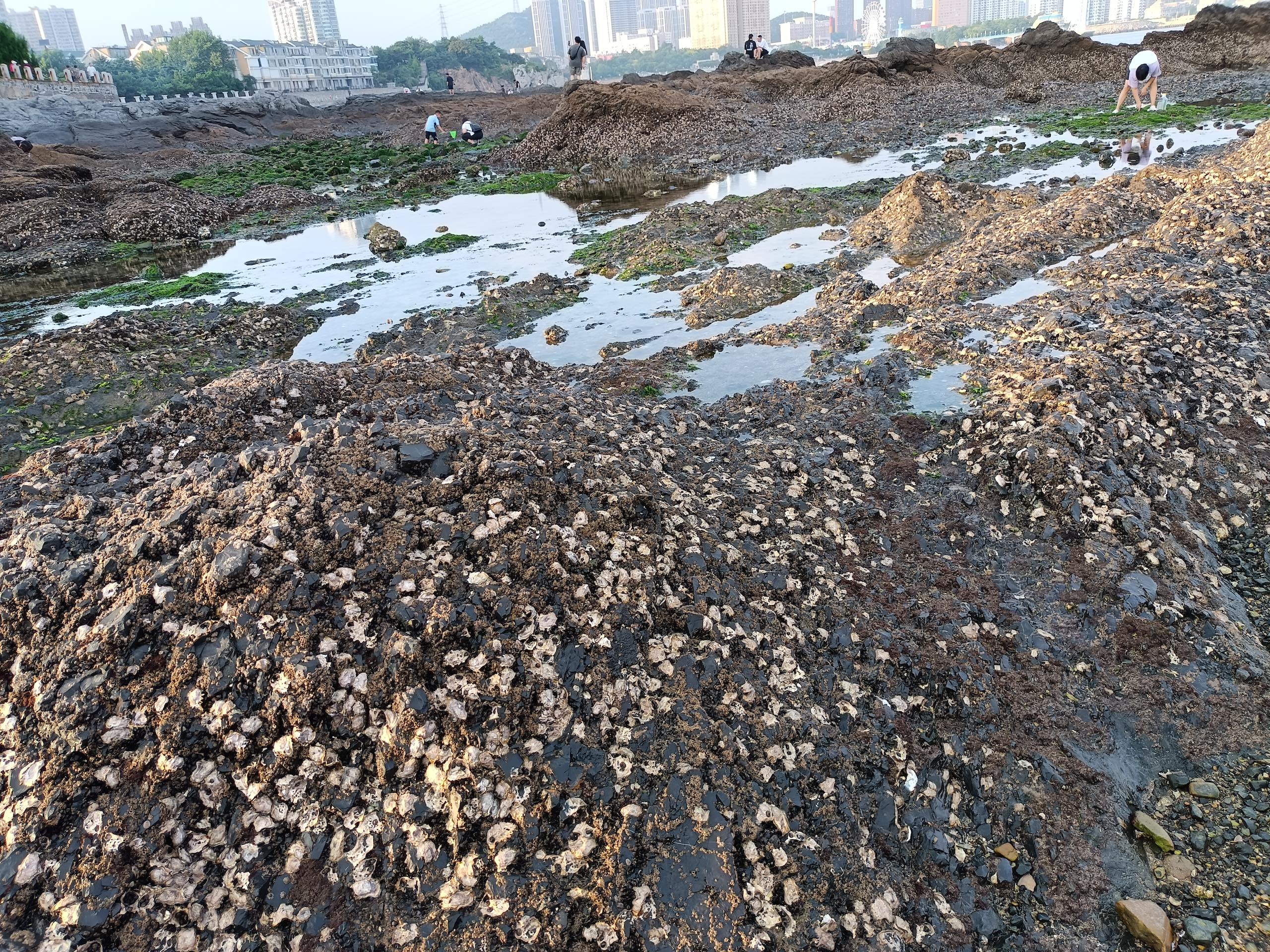 A rocky beach dotted with oysters, city skyline visible in the distance