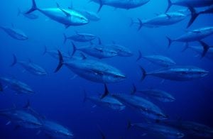 Shoal of Bluefin Tuna